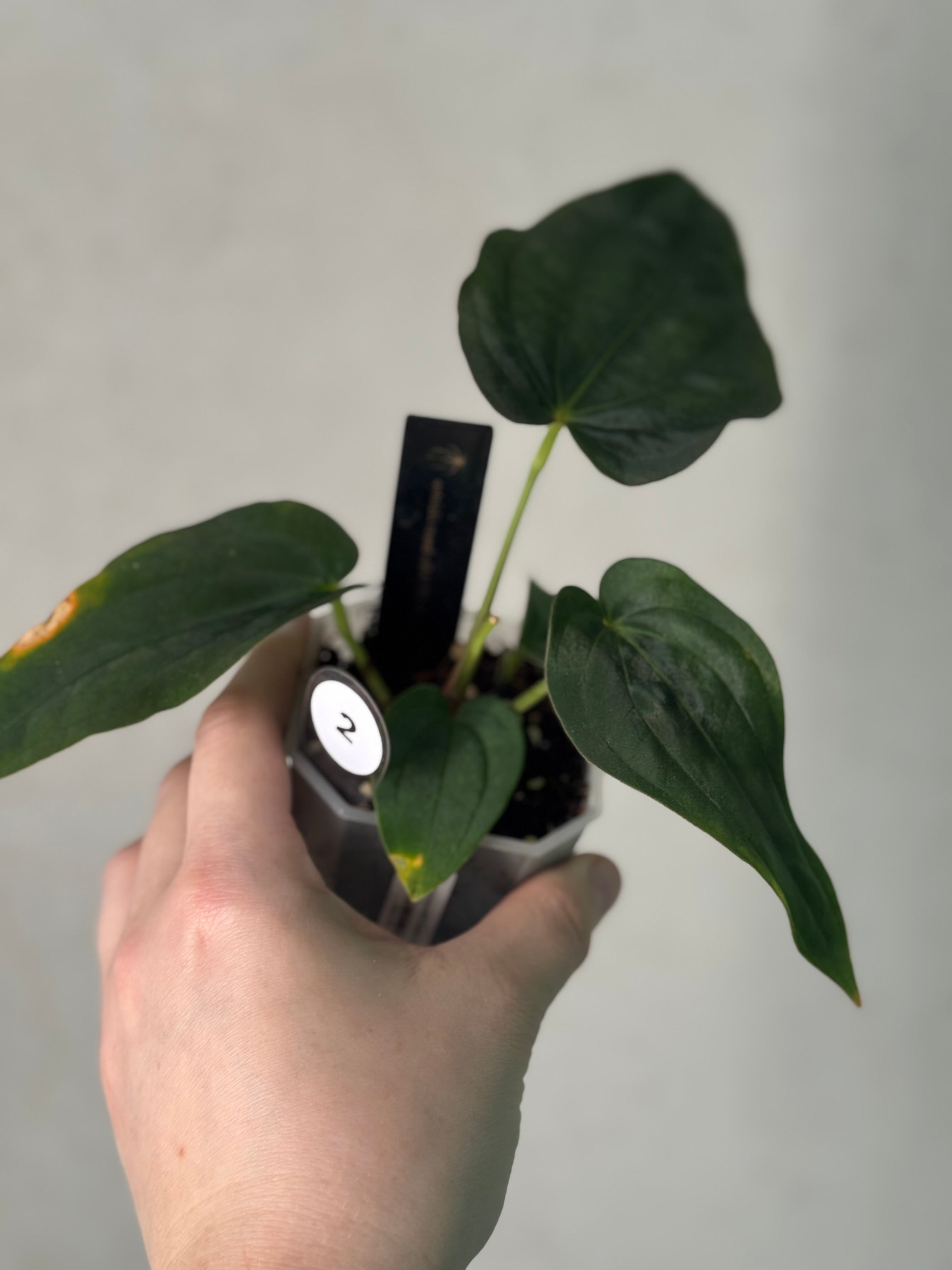 Anthurium Antolakii (BVEP) ‘Round’ x RA1 F2