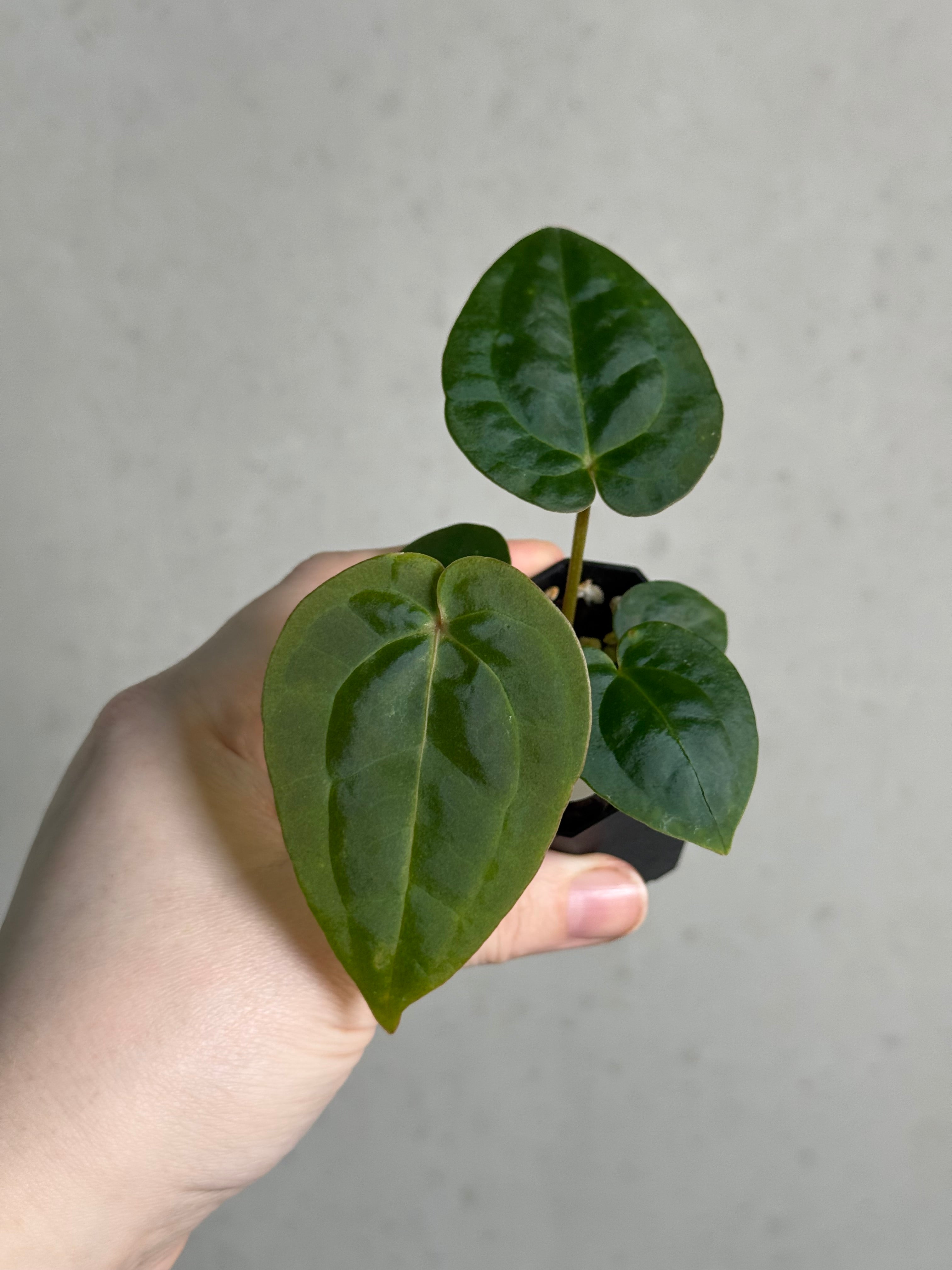 Anthurium Michelle x Papillilaminum ‘Guna Yala’ - SMUKHI