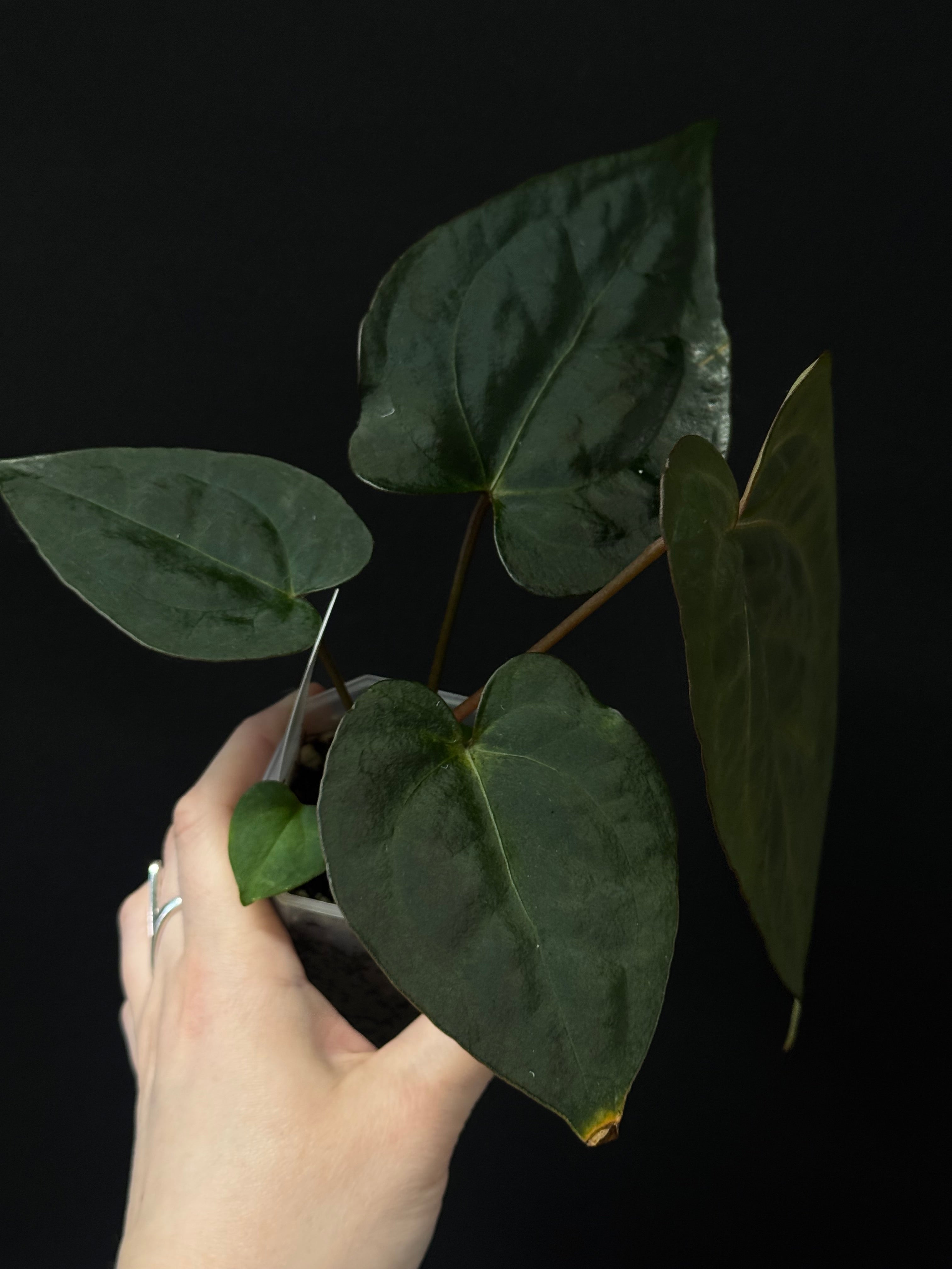 Anthurium (Zara x Michelle) x RVDP