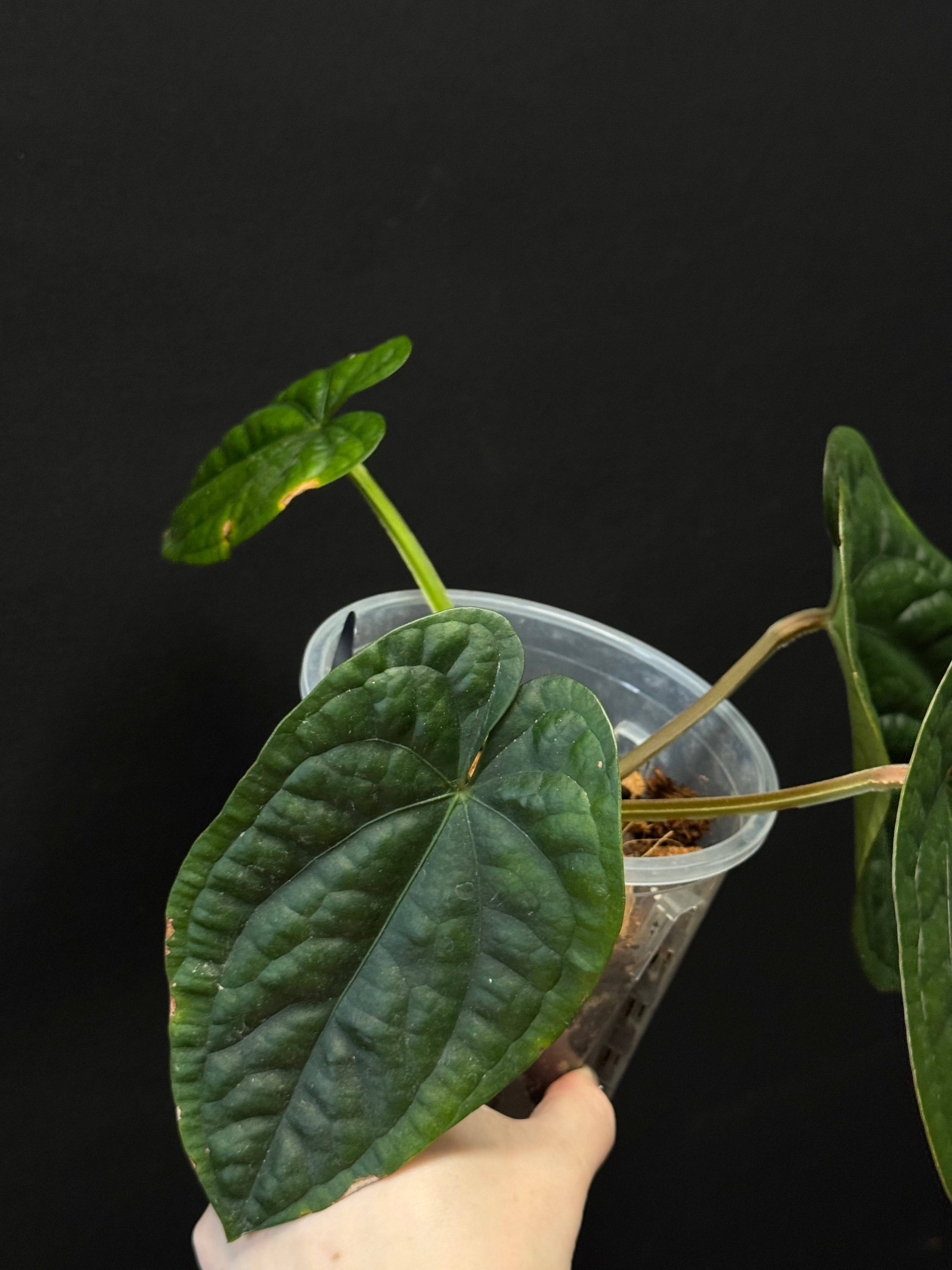 NFS: Anthurium Luxurians x Dressleri - SMUKHI