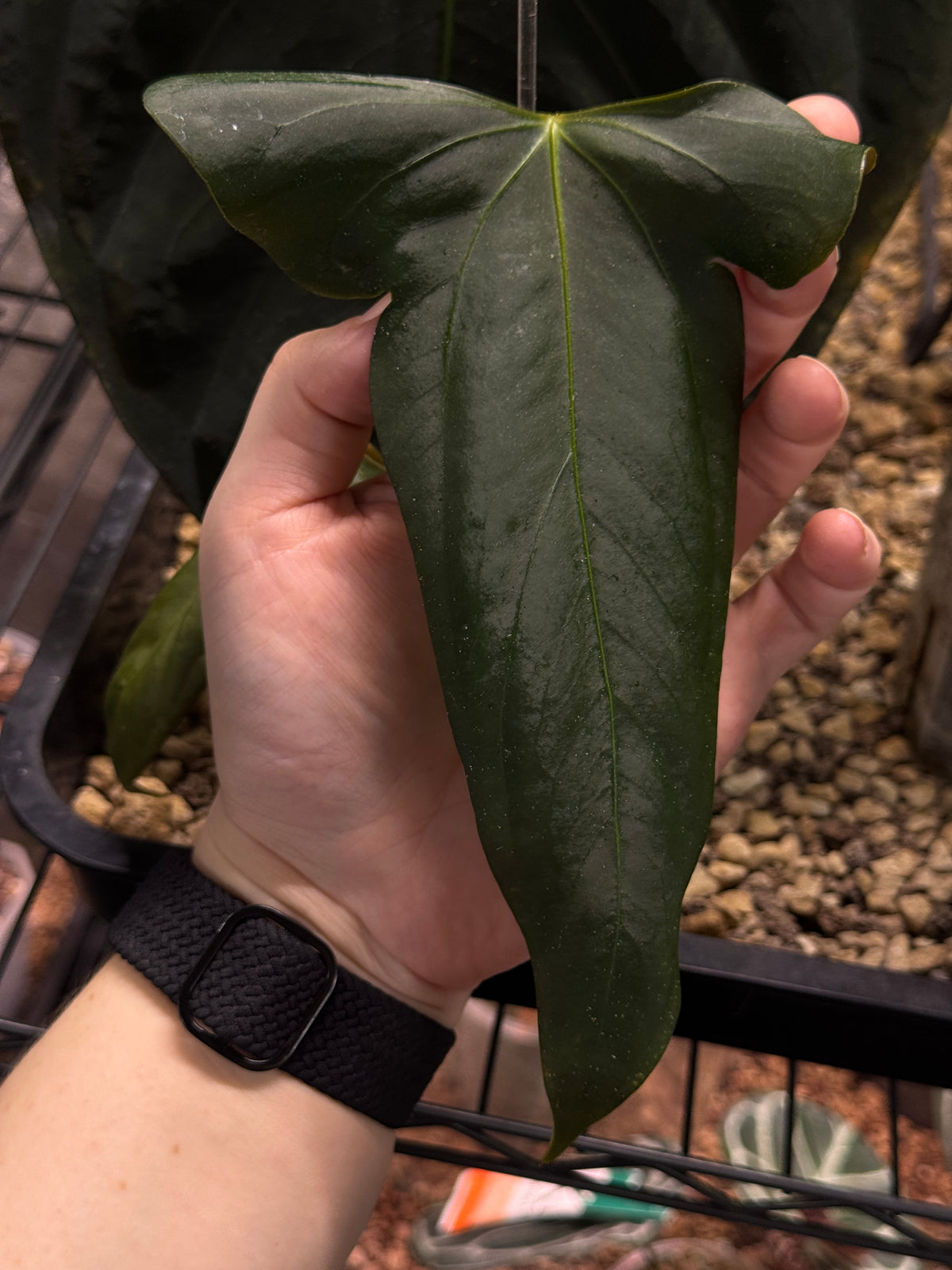 Indoor NFS Anthurium Indo Portillae plant from Private Collection with glossy green leaves and vibrant red spathes.