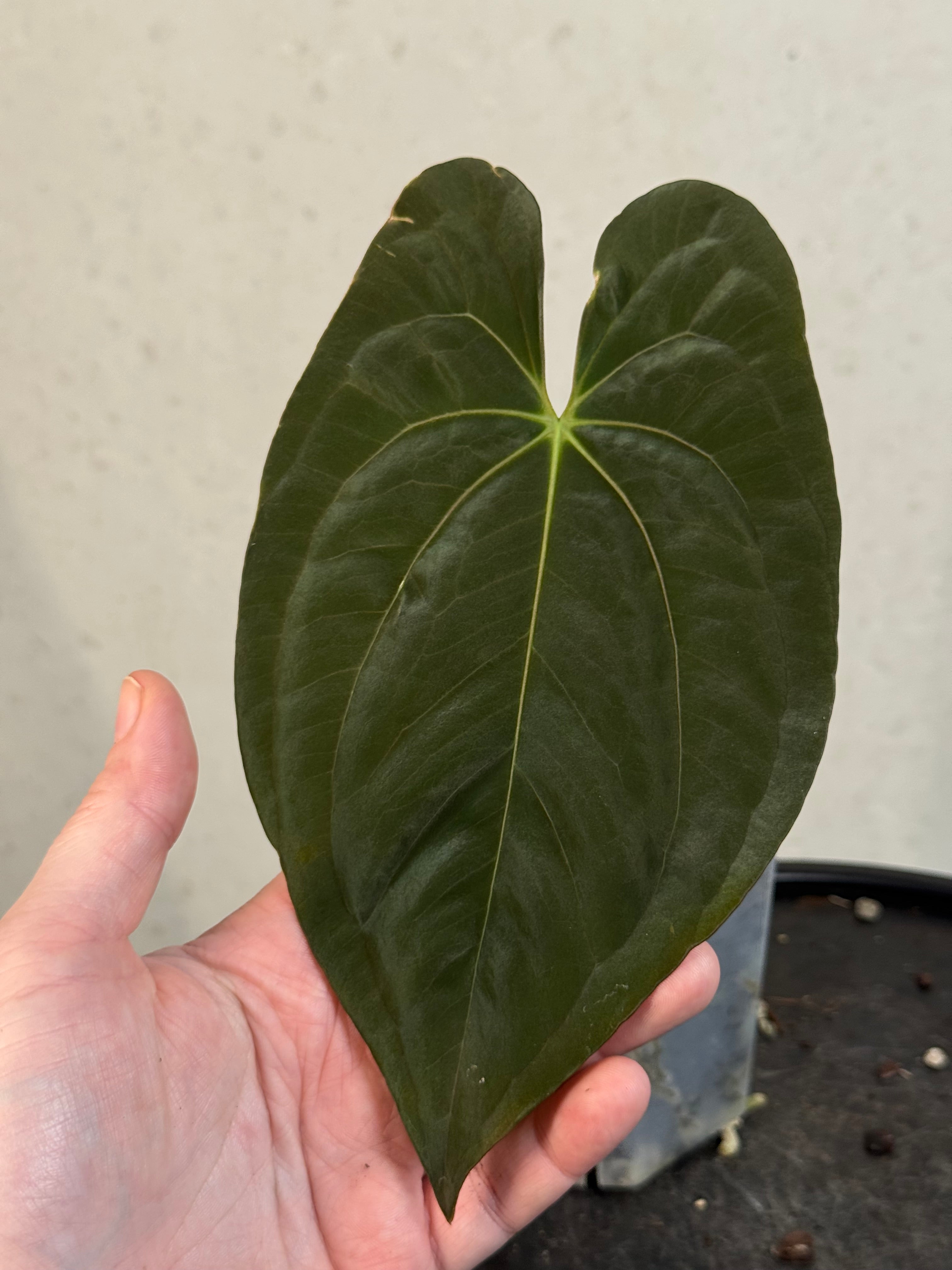Anthurium Dark Phoenix - Clone