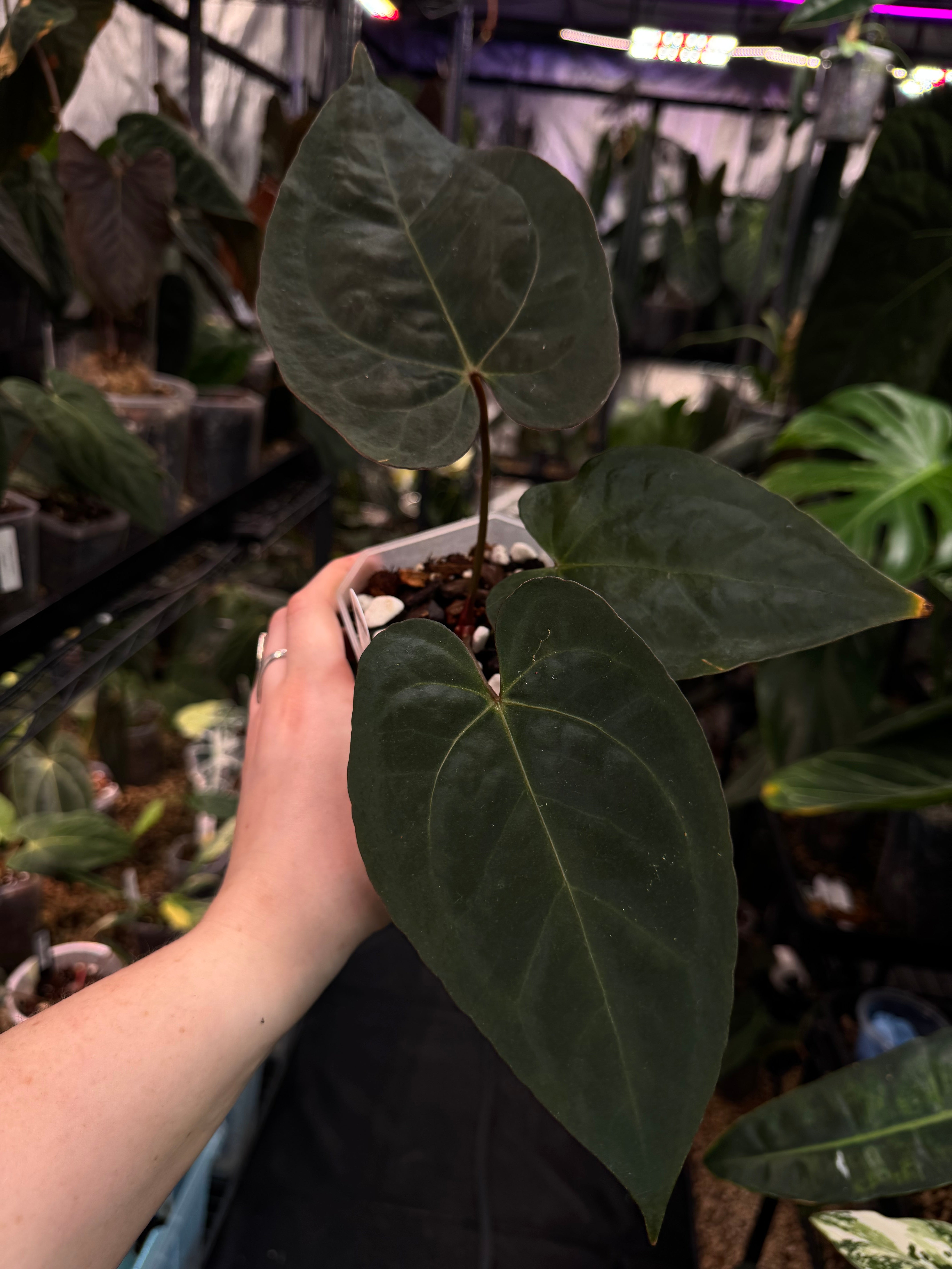 Anthurium (Zara x Michelle) x RVDP