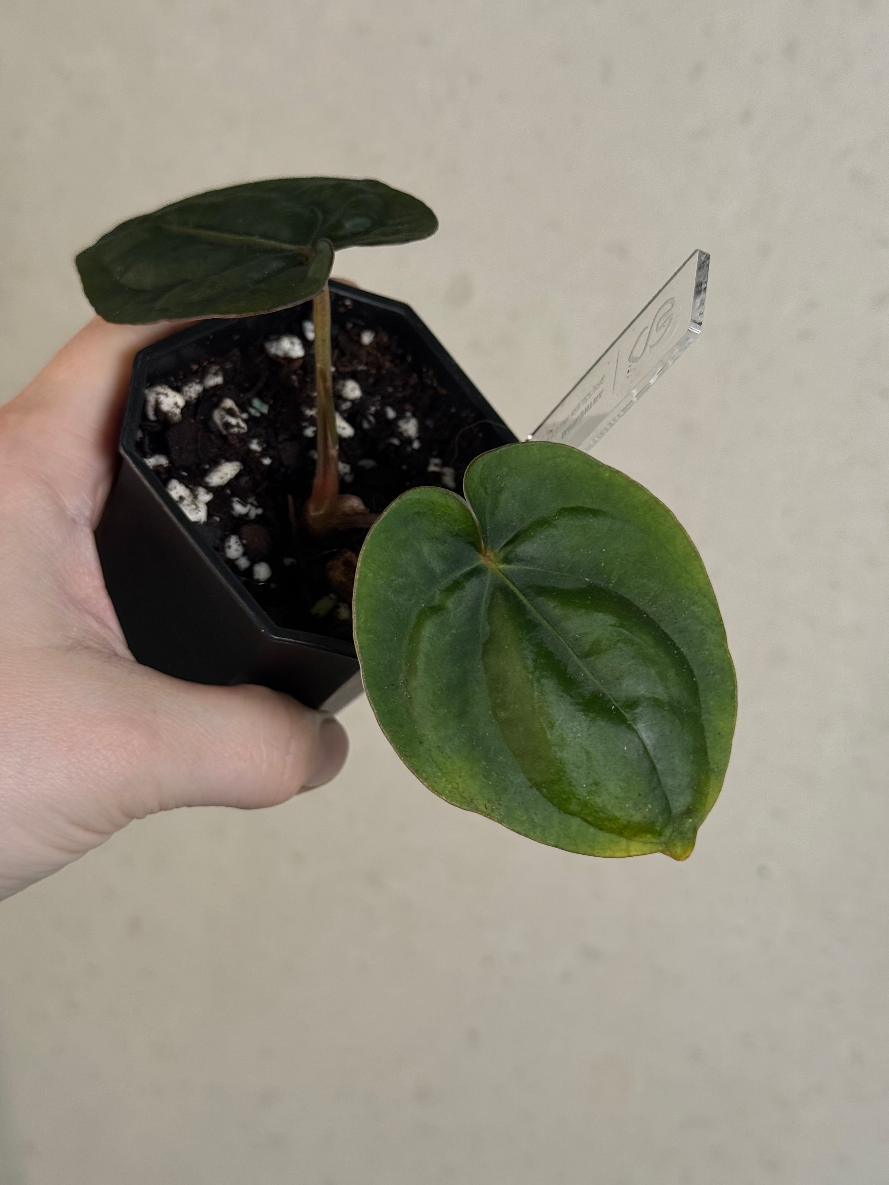 Anthurium Dressleri RG F2 x ‘Windy’ - Clone