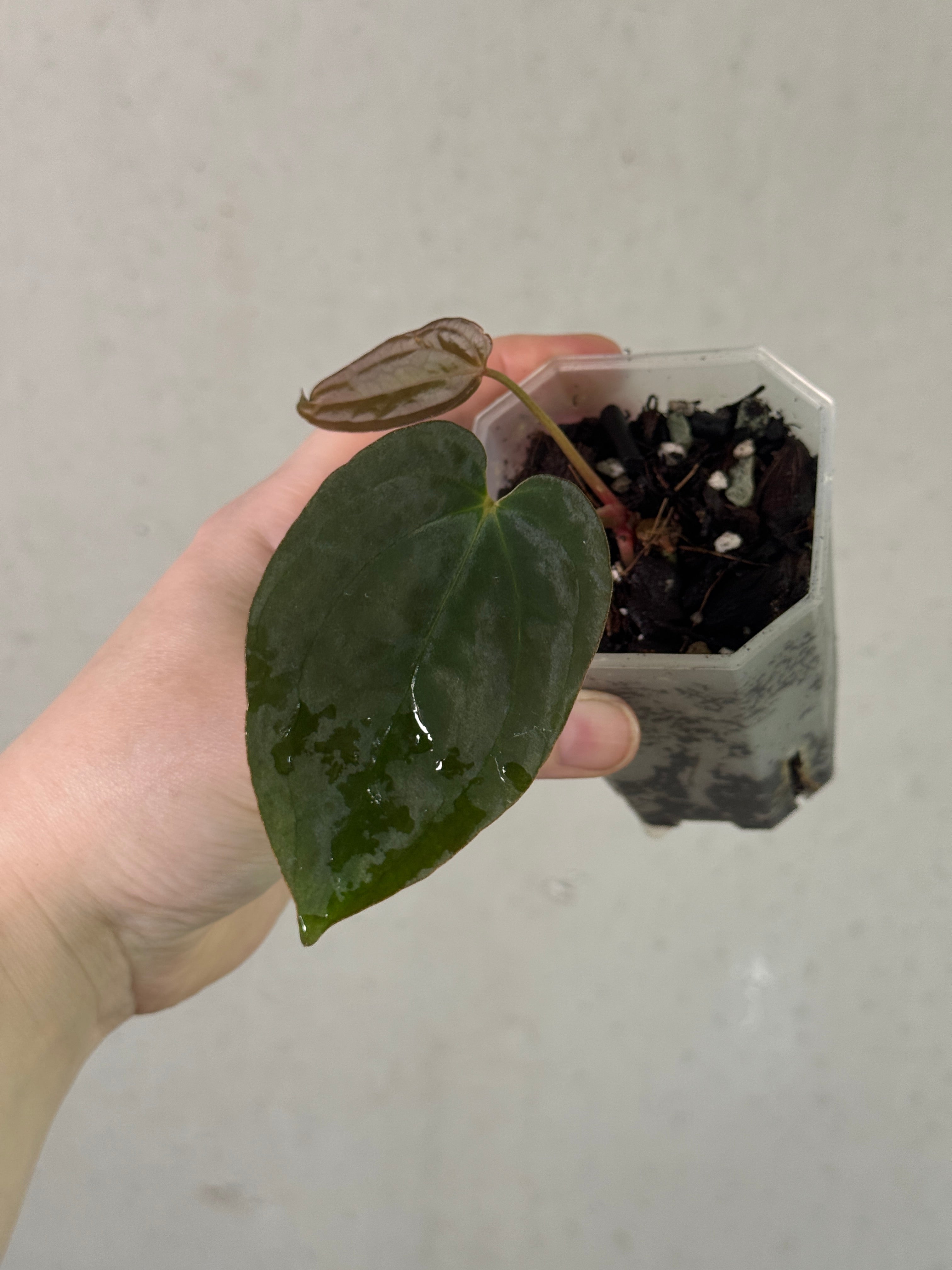 Anthurium BVEP clone plant from AABexotics showing lush green leaves and vibrant spathes in a healthy indoor plant setting.