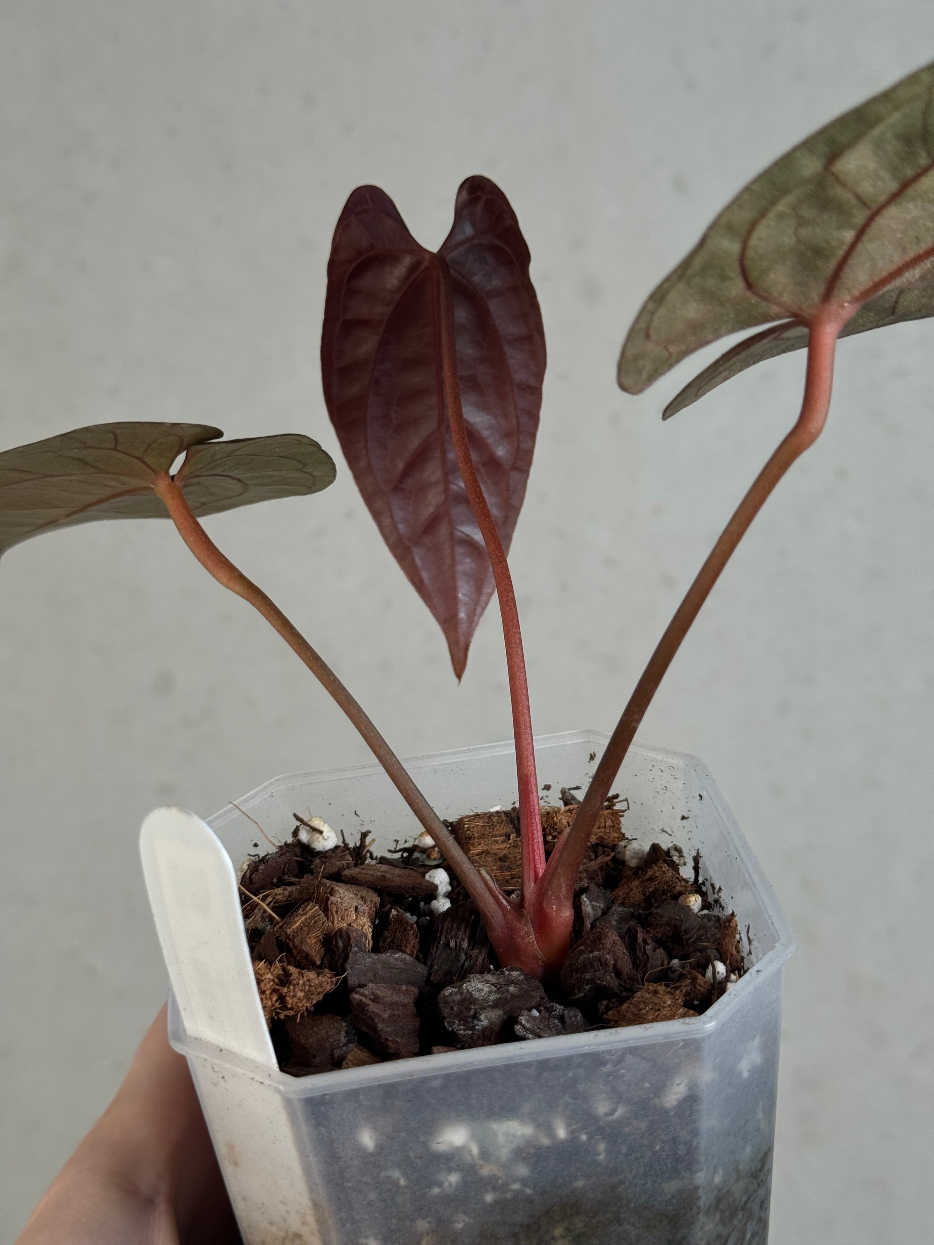 Anthurium Fort Sherman x Papillilaminum XOne