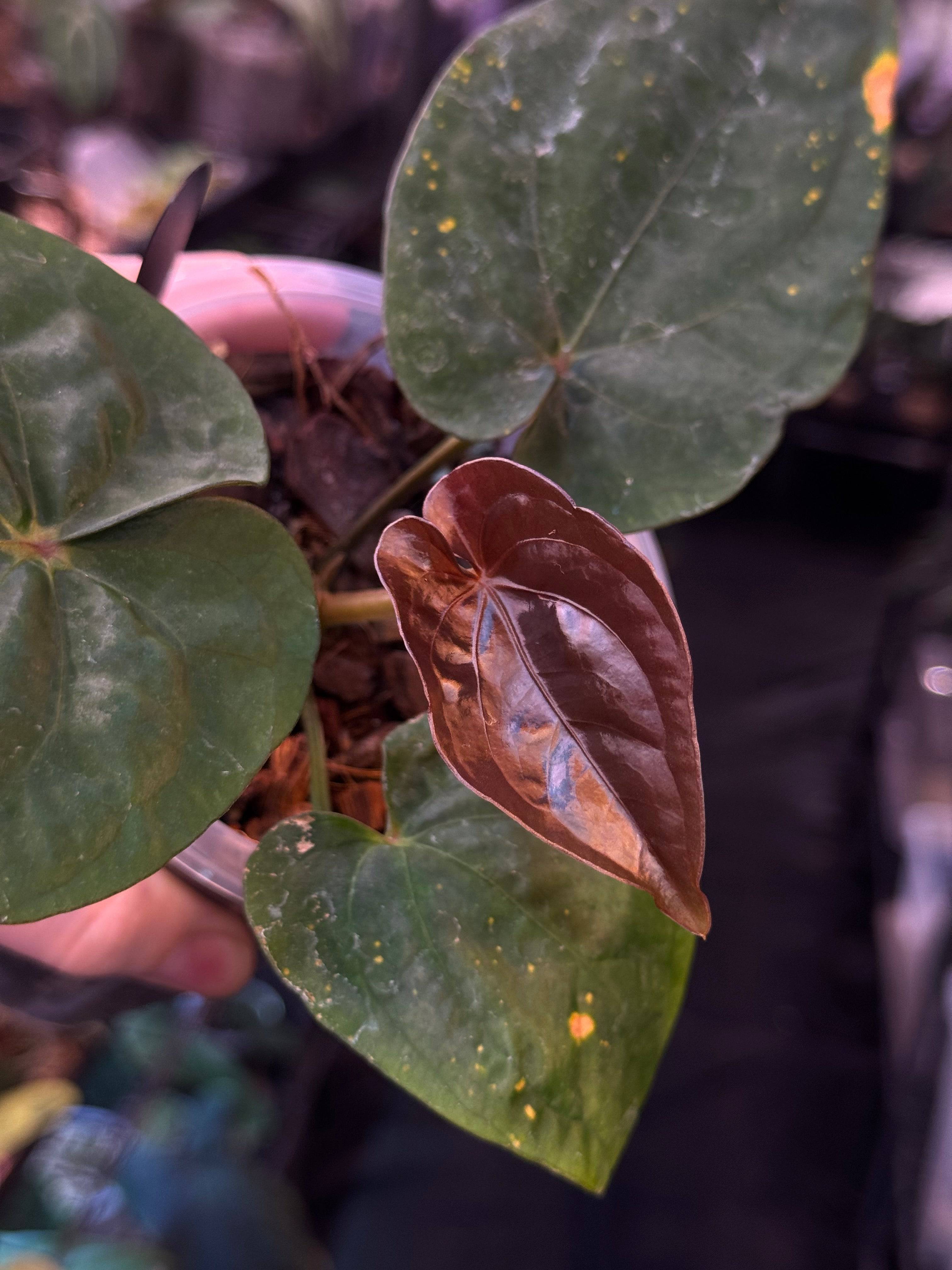 NFS: Anthurium Dressleri RG F2 x Dark - SMUKHI