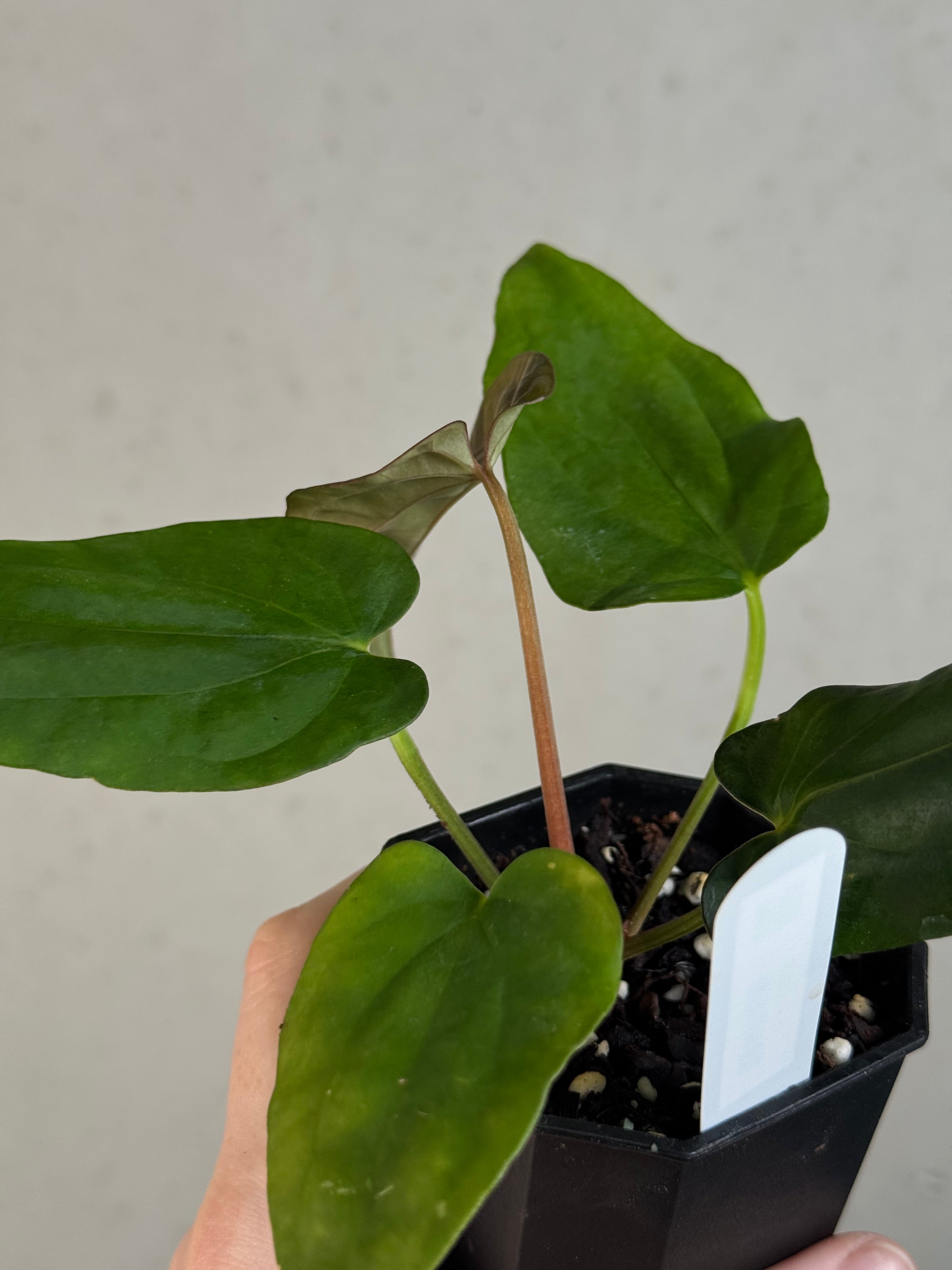 Anthurium Dressleri NSE 'Obsidian' x RG