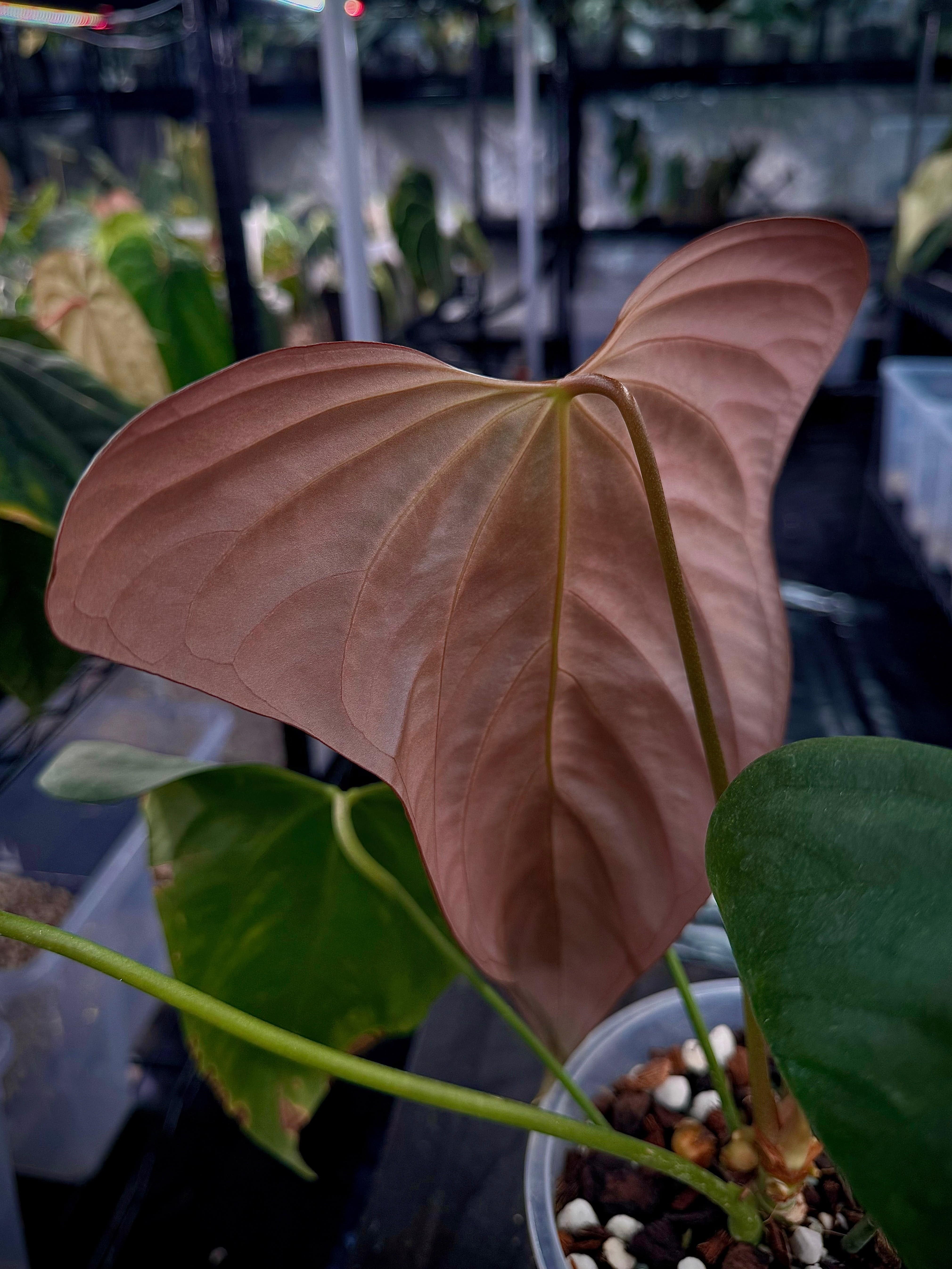 Anthurium ('Cobra' x Fort Sherman) x Indo Portillae or self - SMUKHI
