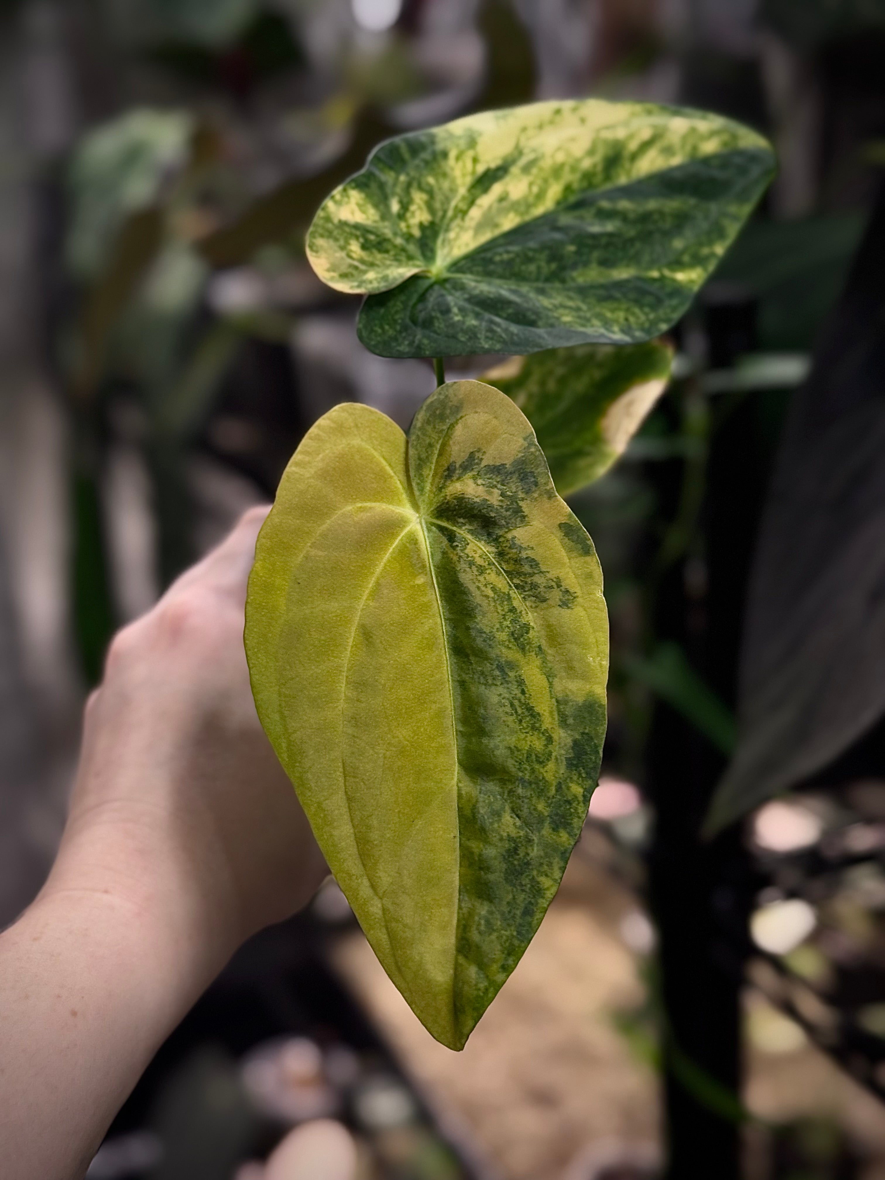 NFS: Anthurium 'Mango Slice' Variegata - SMUKHI