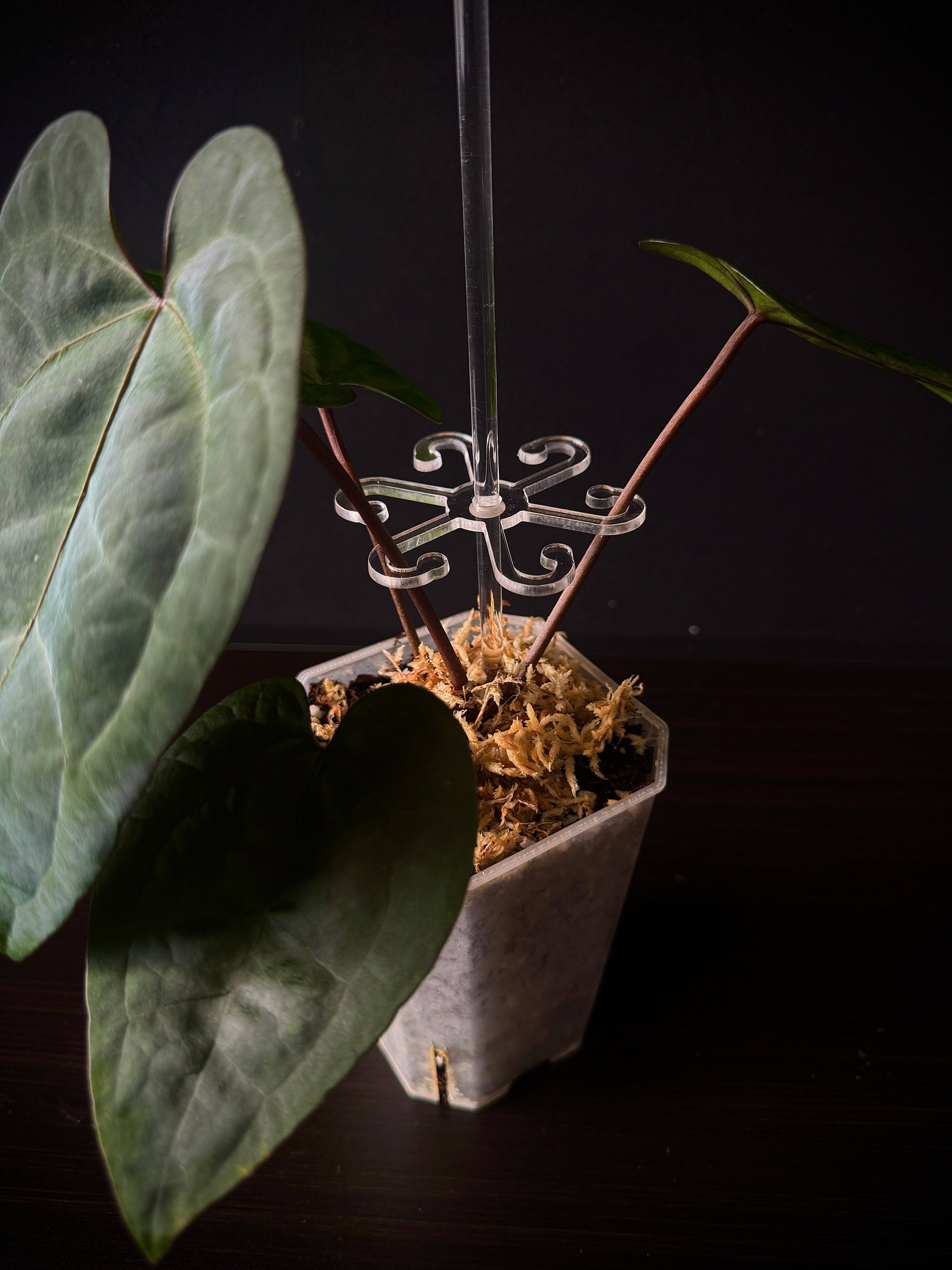 Stem Support Hook ‘Octopus’ - SMUKHI