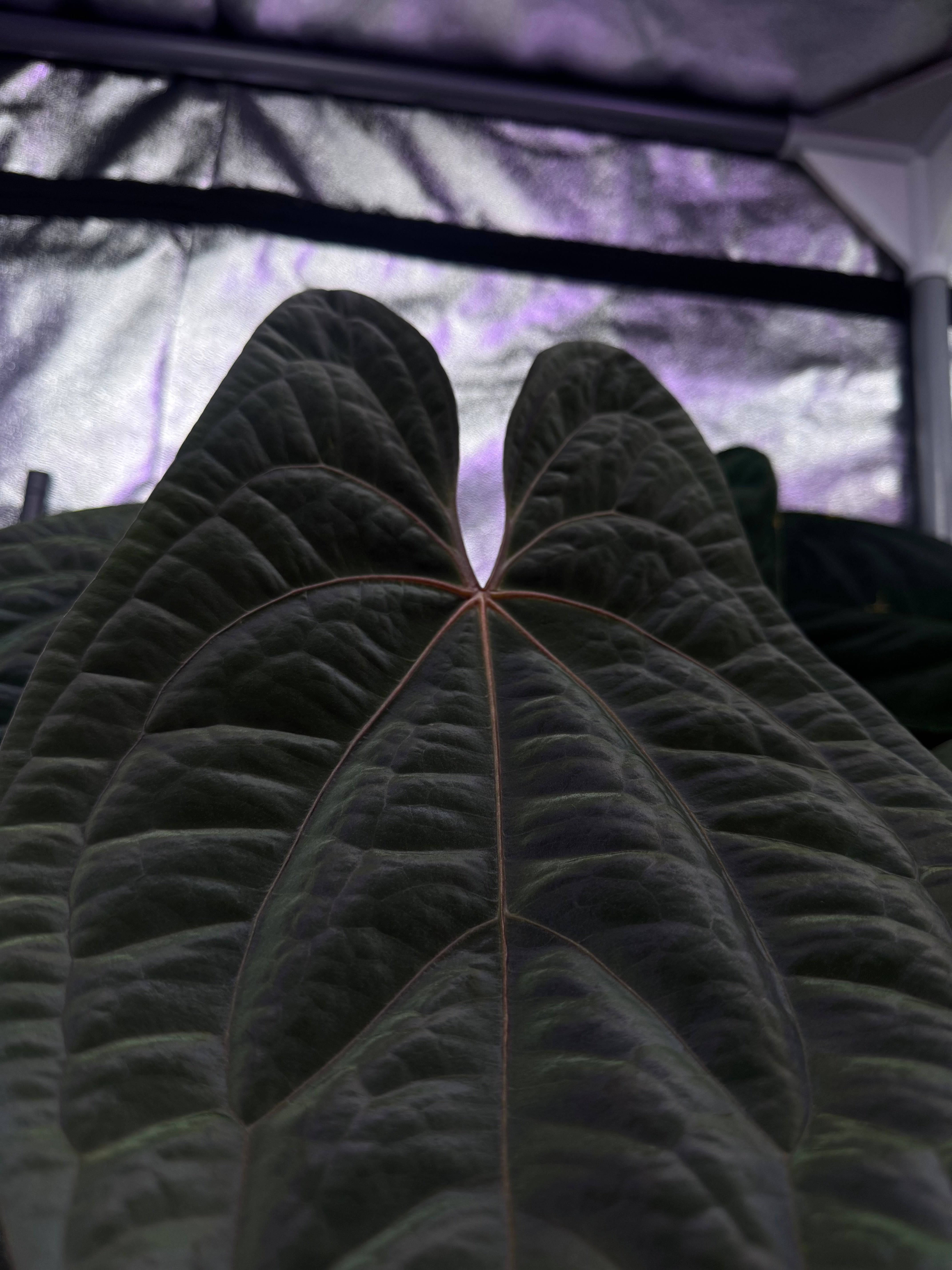 NFS: Anthurium Red Vein Dark Phoenix #1 - SMUKHI