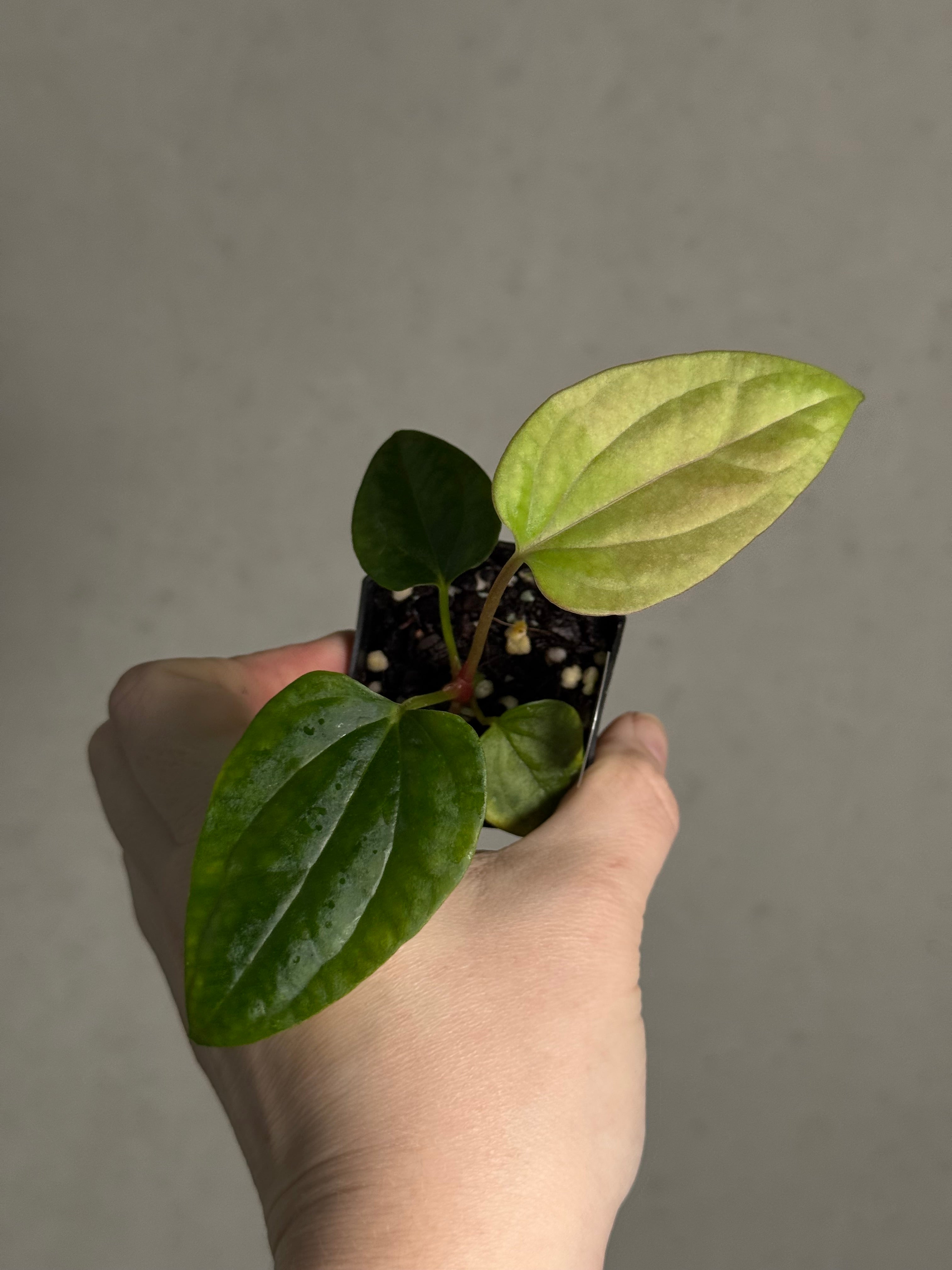 Anthurium Mr. Worldwide x Debile - SMUKHI