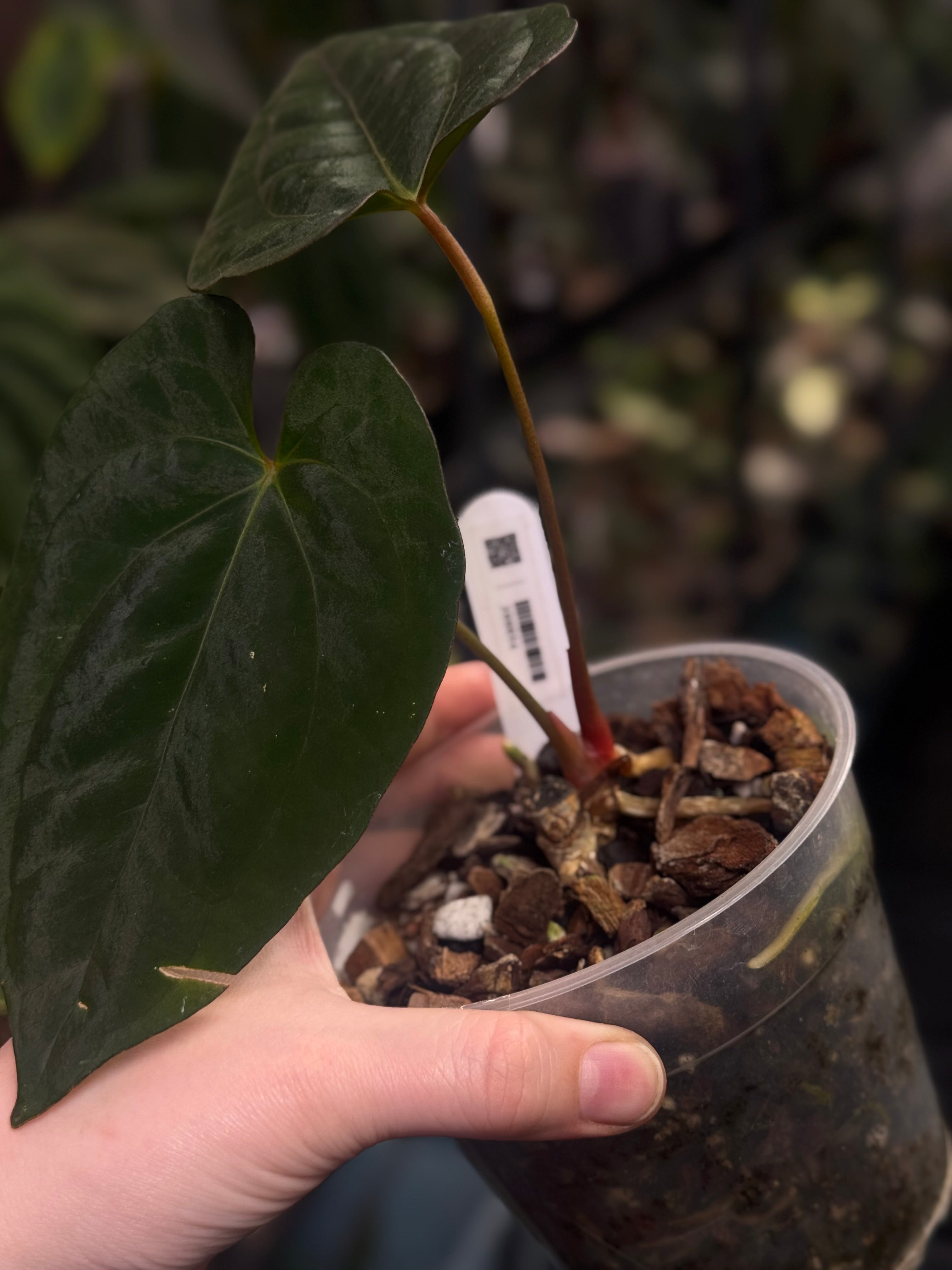 Anthurium ‘Lost Tag’