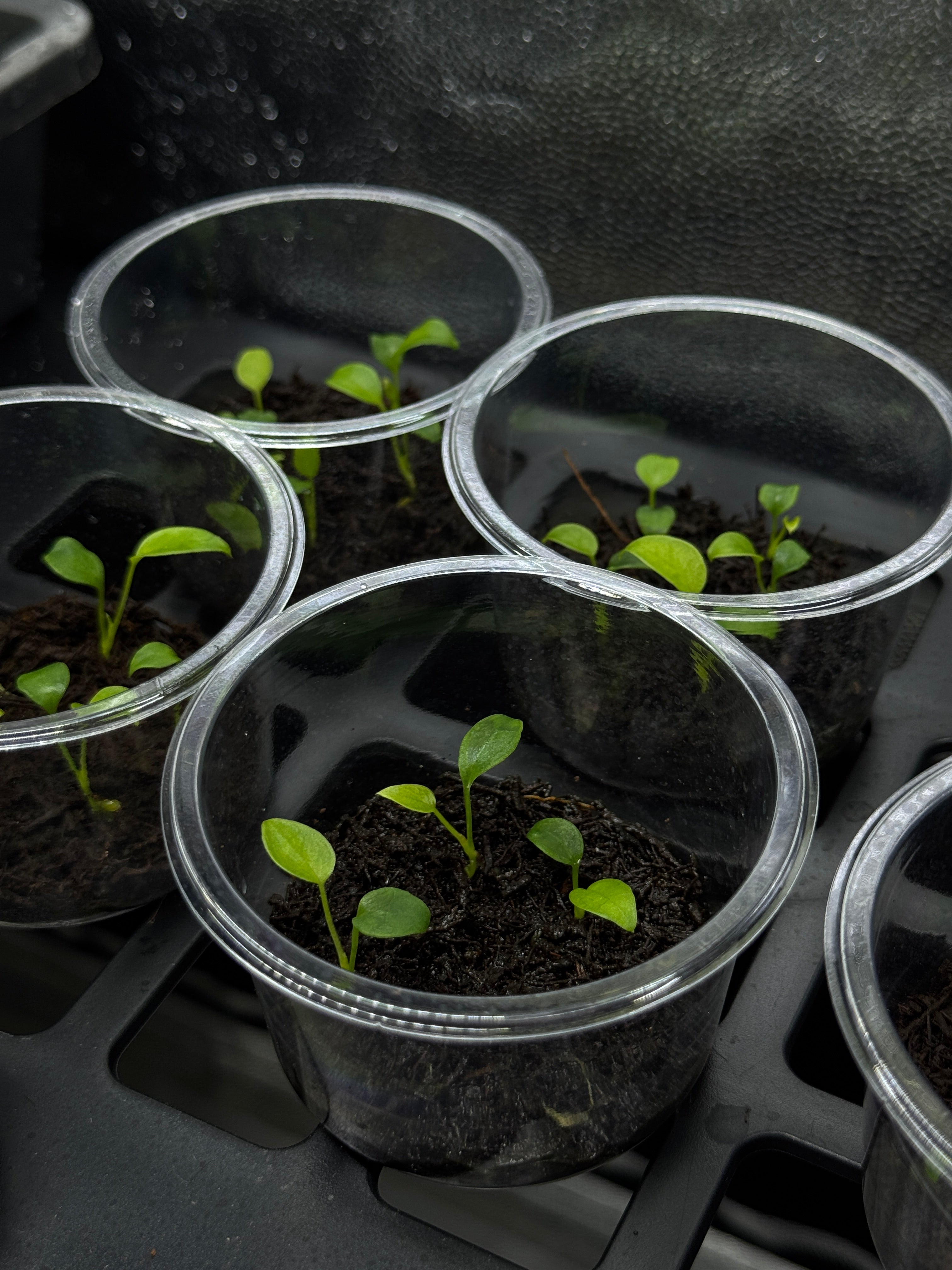 Anthurium Peltigerum S1 (sets)