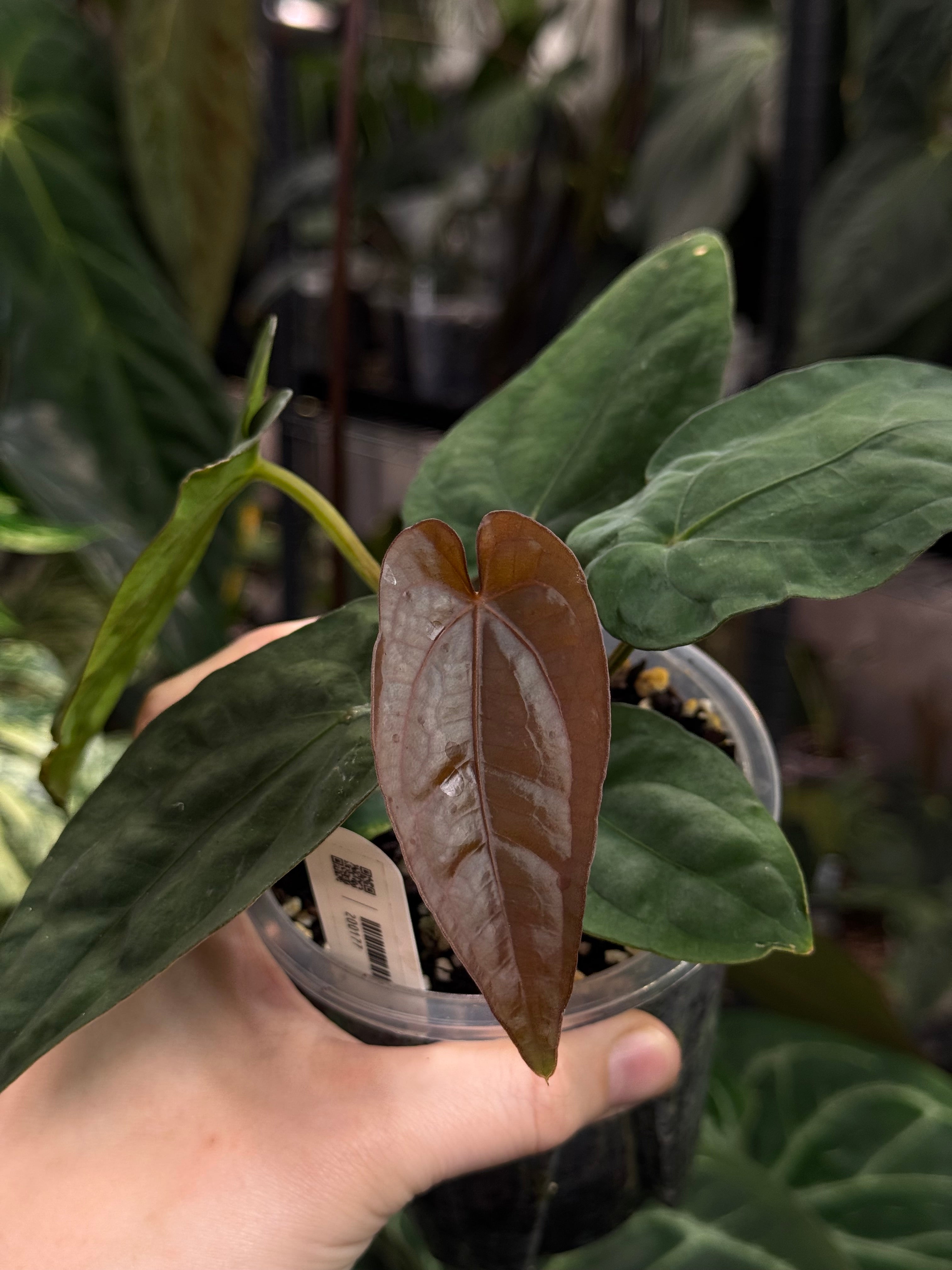 Anthurium Dressleri RG F3