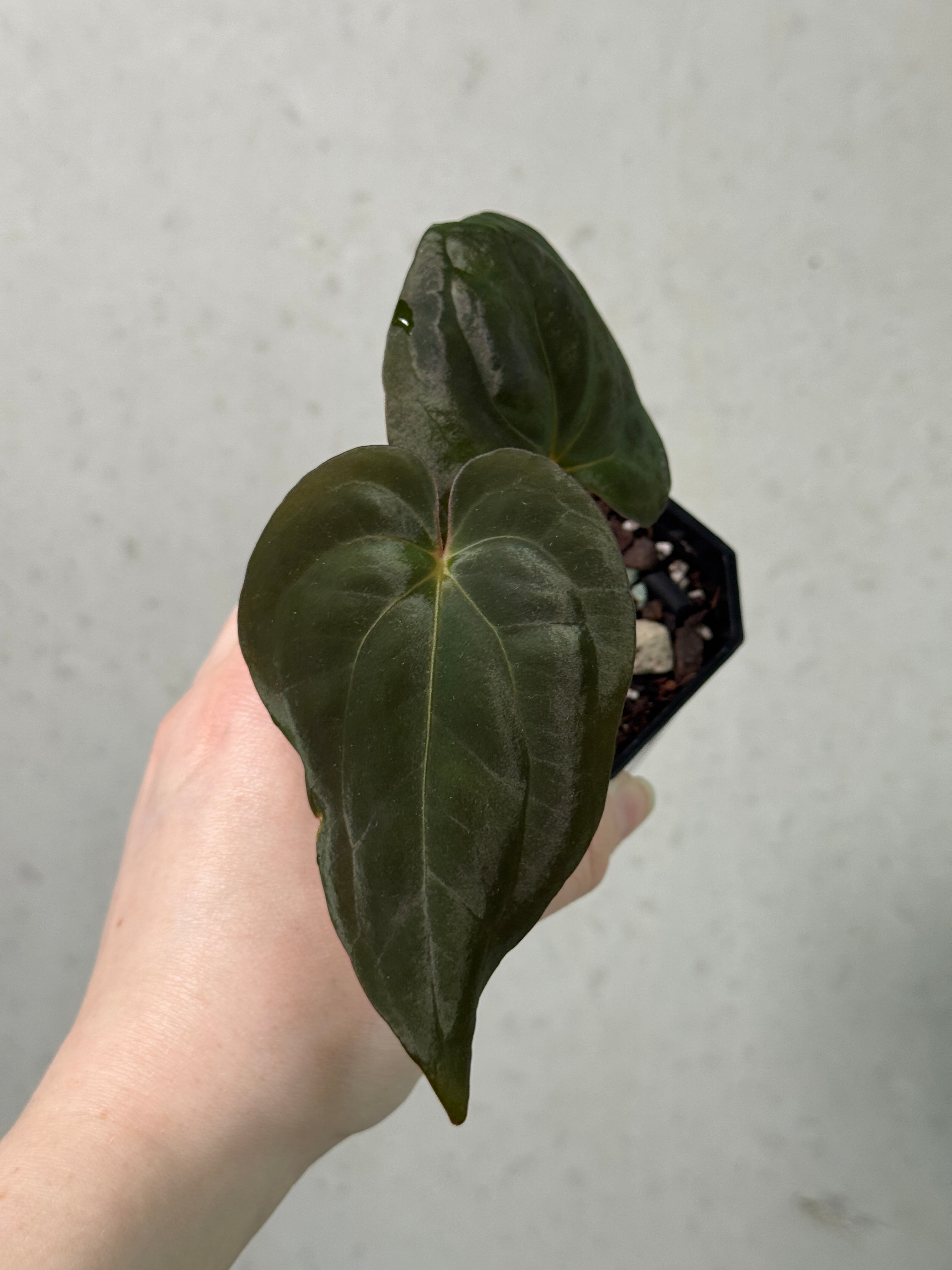 Anthurium Papillilaminum XOne x Goliath - Clone