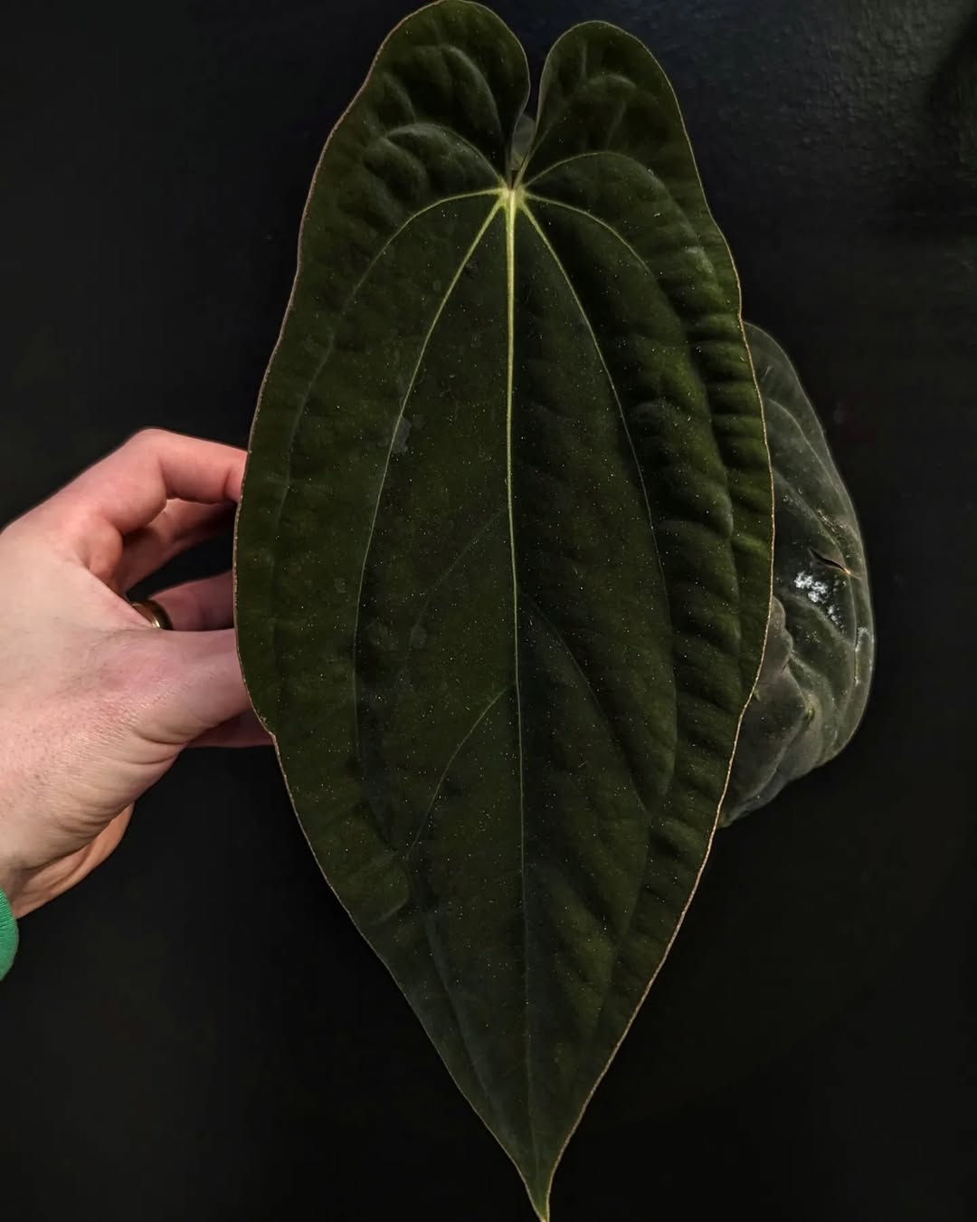 Anthurium sp. Nov DF x Antolakii (BVEP) RA1