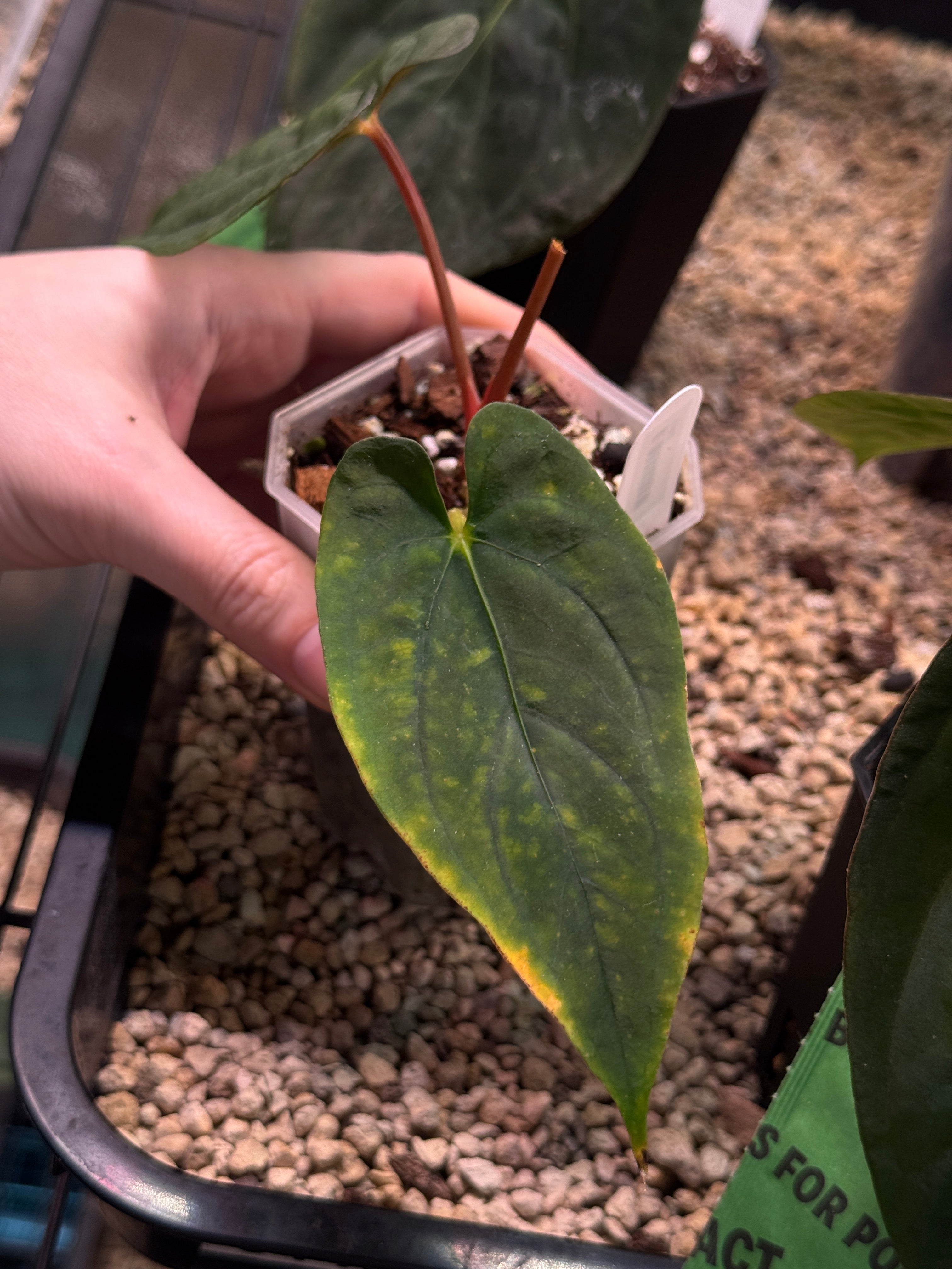 Anthurium RLxFS (JV)- Sad Plant