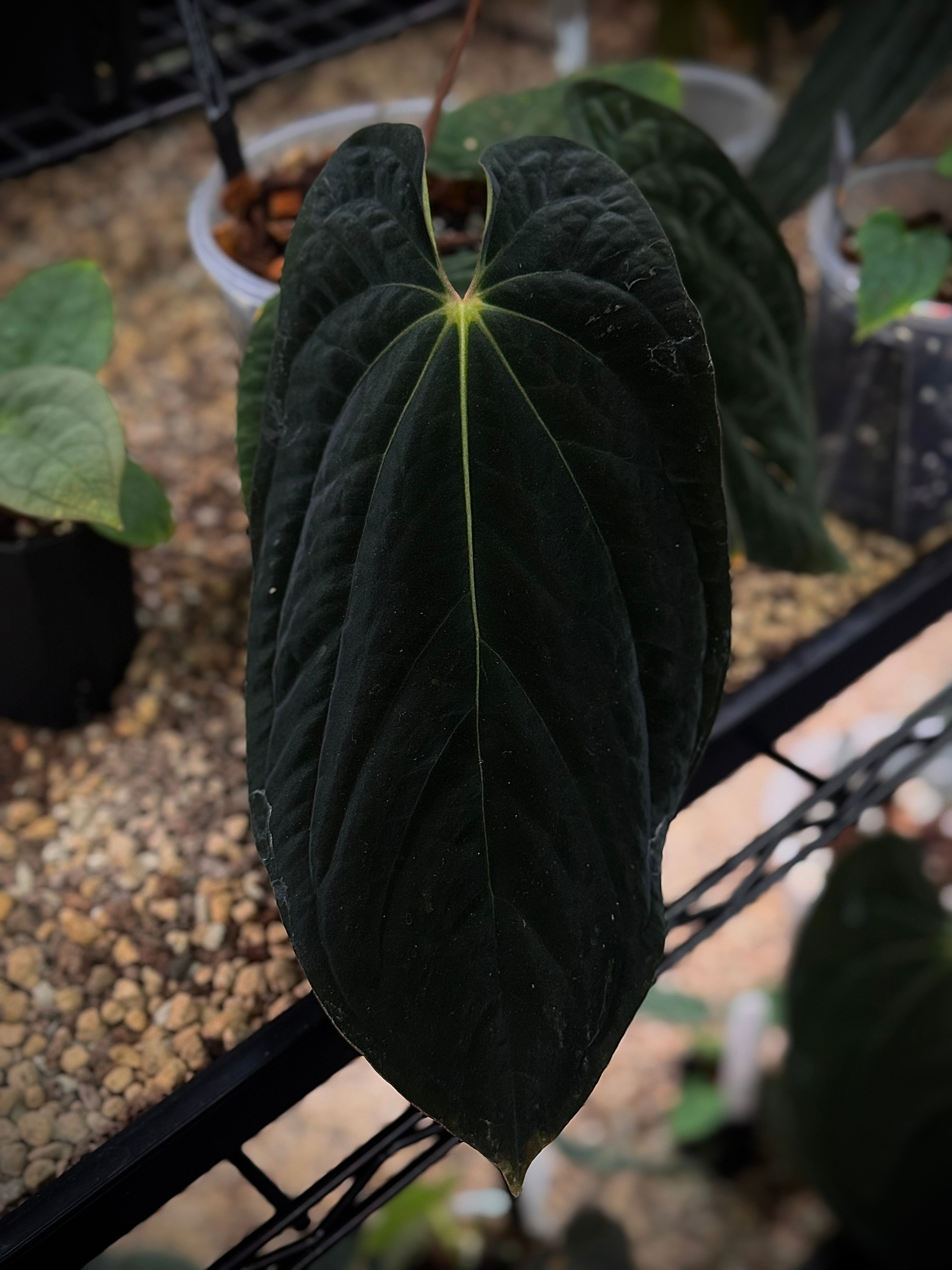 NFS: Anthurium BVEP 'Blackened tuna' x RA1 - SMUKHI