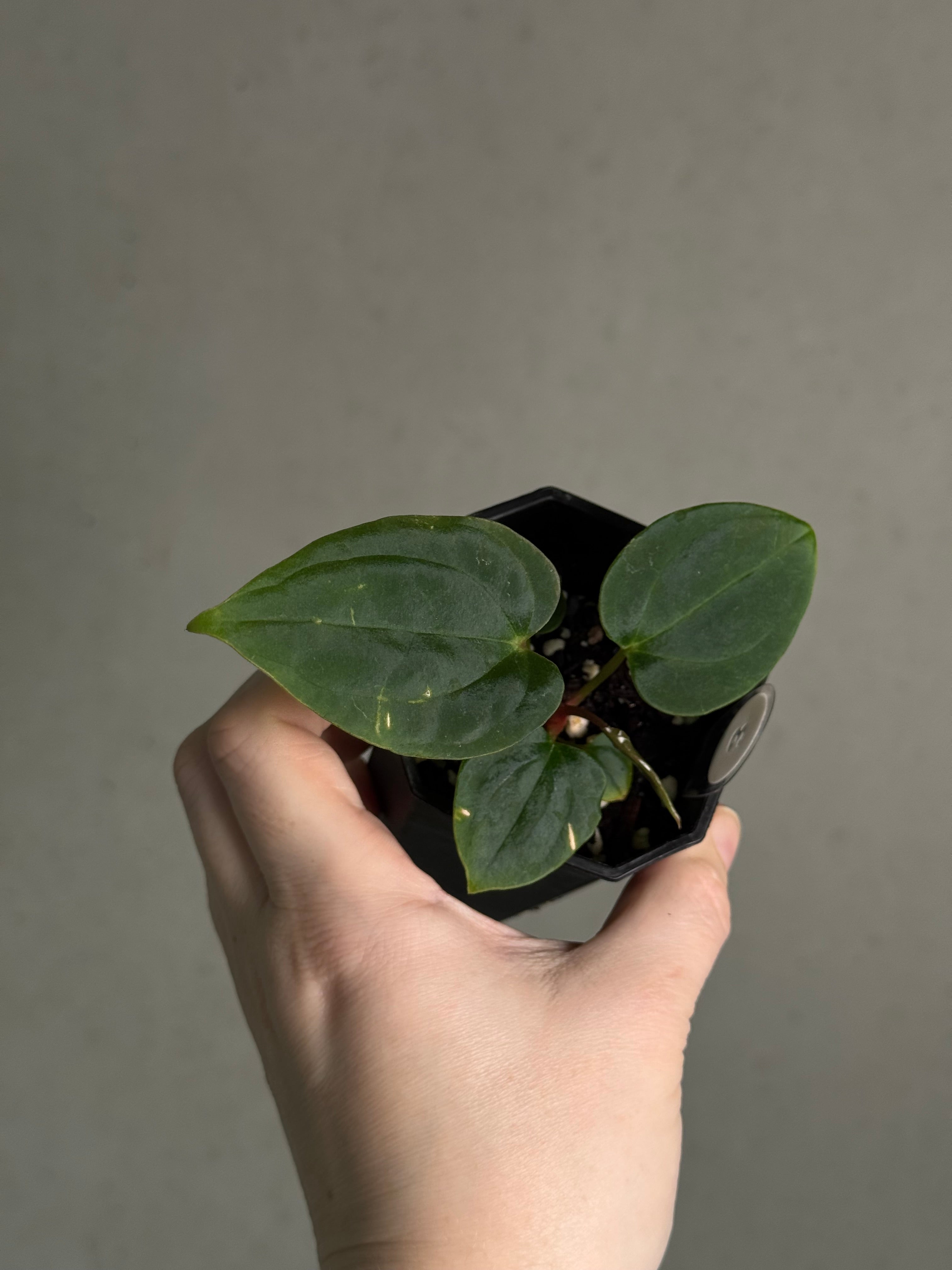 Anthurium BVEP ('Oliver' x self) x (‘Round' x 'Felix') - SMUKHI