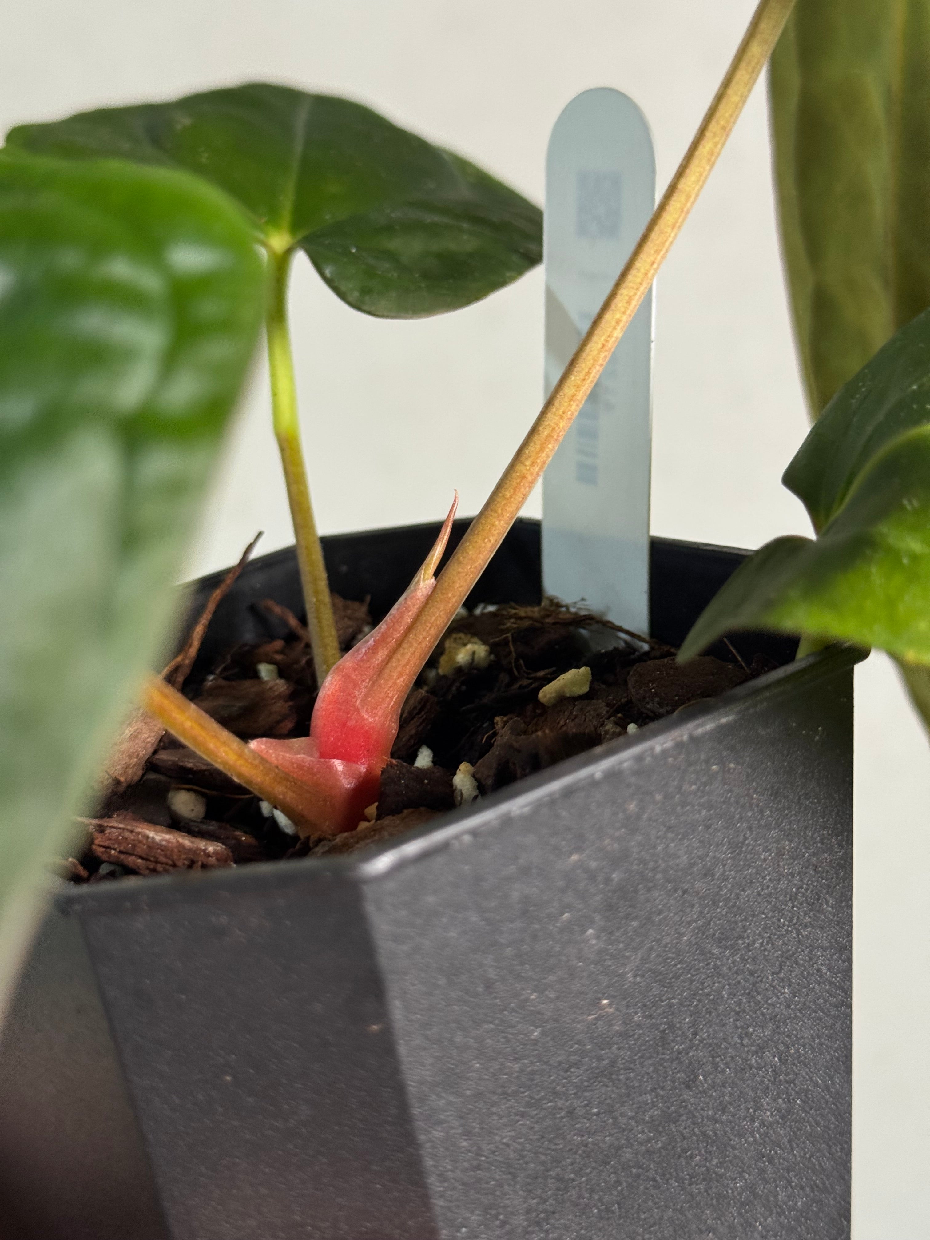 Anthurium Fort Sherman x Dressleri RG - SMUKHI