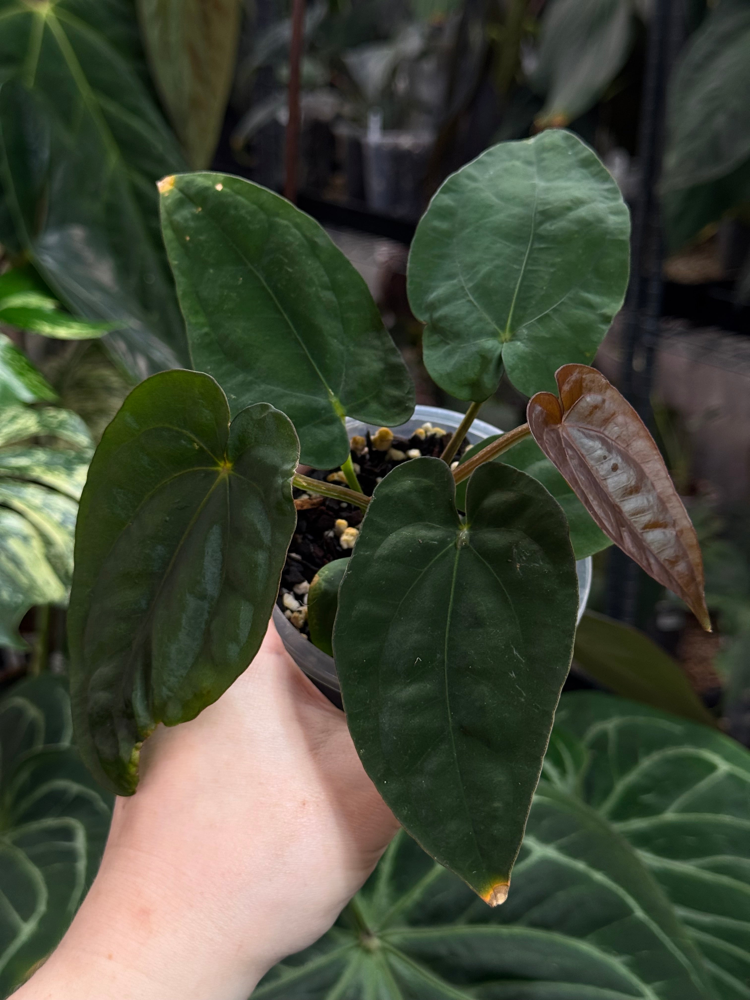 Anthurium Dressleri RG F3