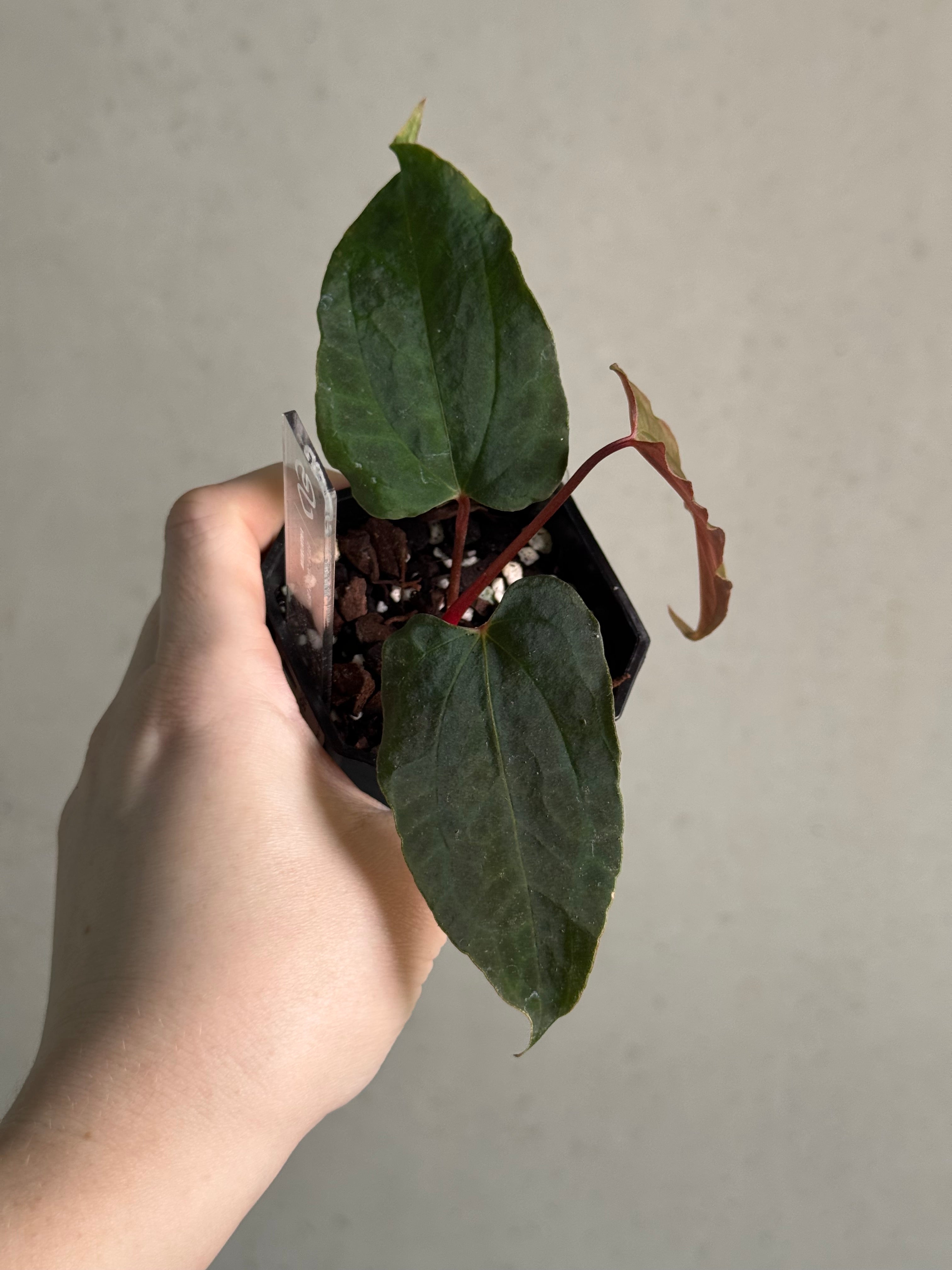 Anthurium Ralph Lynam x self - SMUKHI