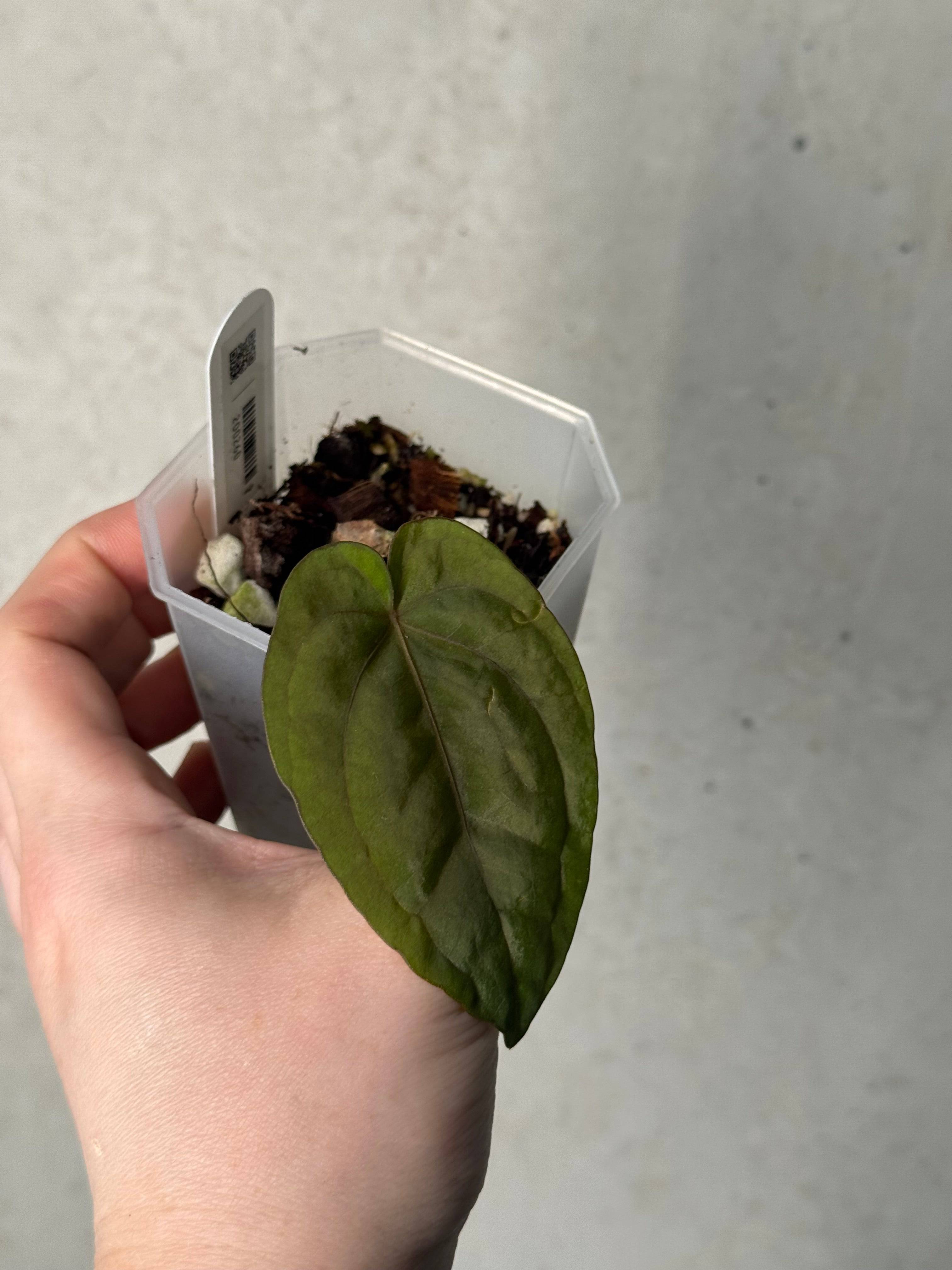 Anthurium Dressleri RG #2 x self - Clone - SMUKHI