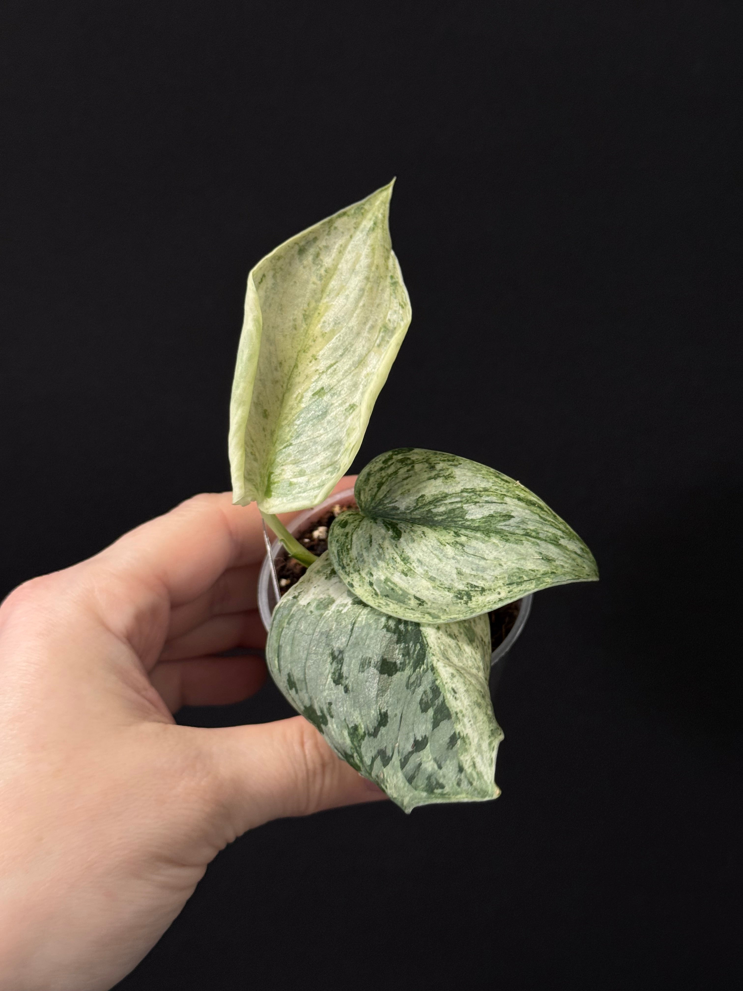 Scindapsus Peasun