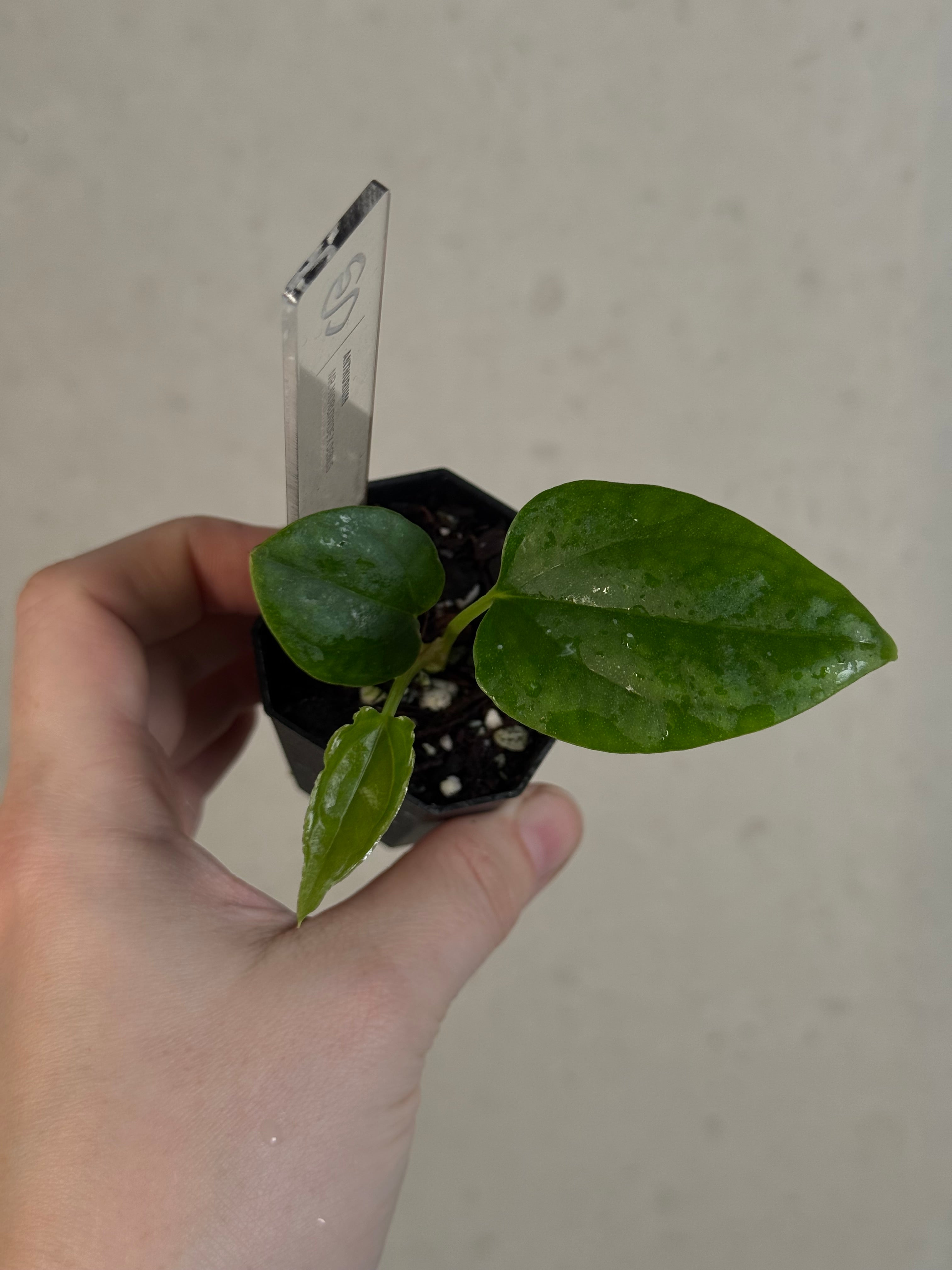 Anthurium Mr. Worldwide x Debile