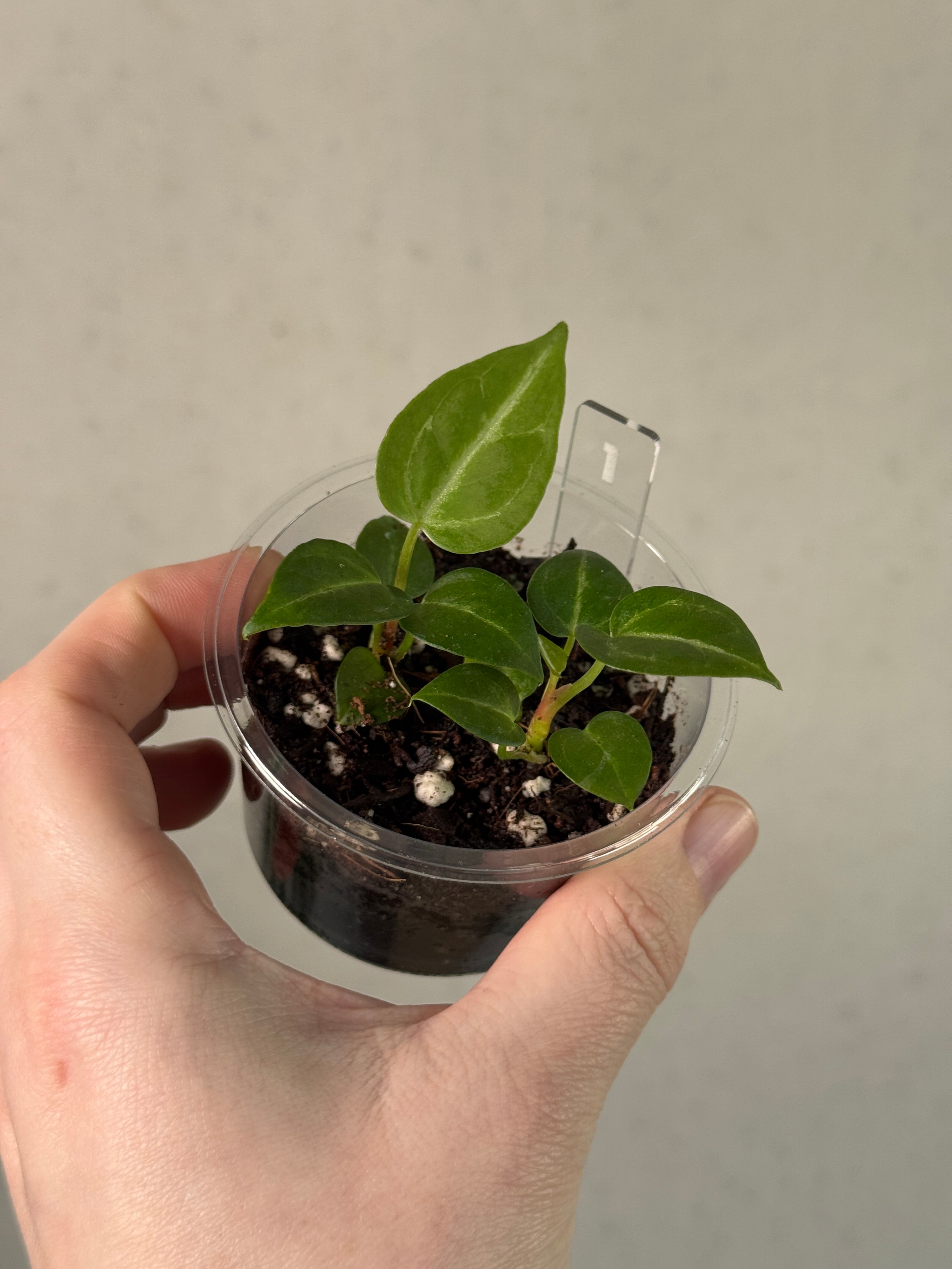 Anthurium 'Silver Blush' S1 (sets)