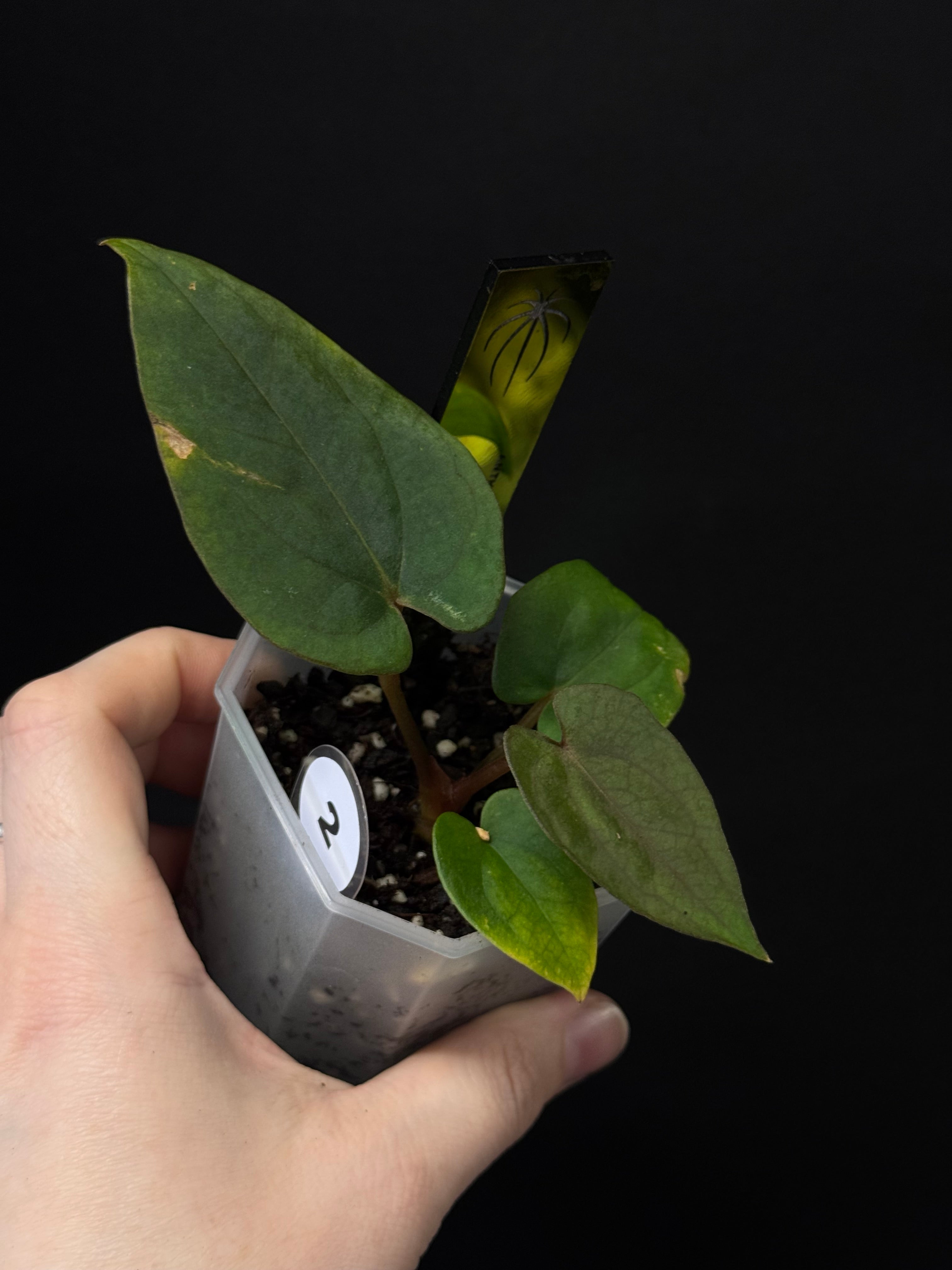 Anthurium Dressleri RG F2 ‘Dark Clone’ x Carlablackiae GPH-001