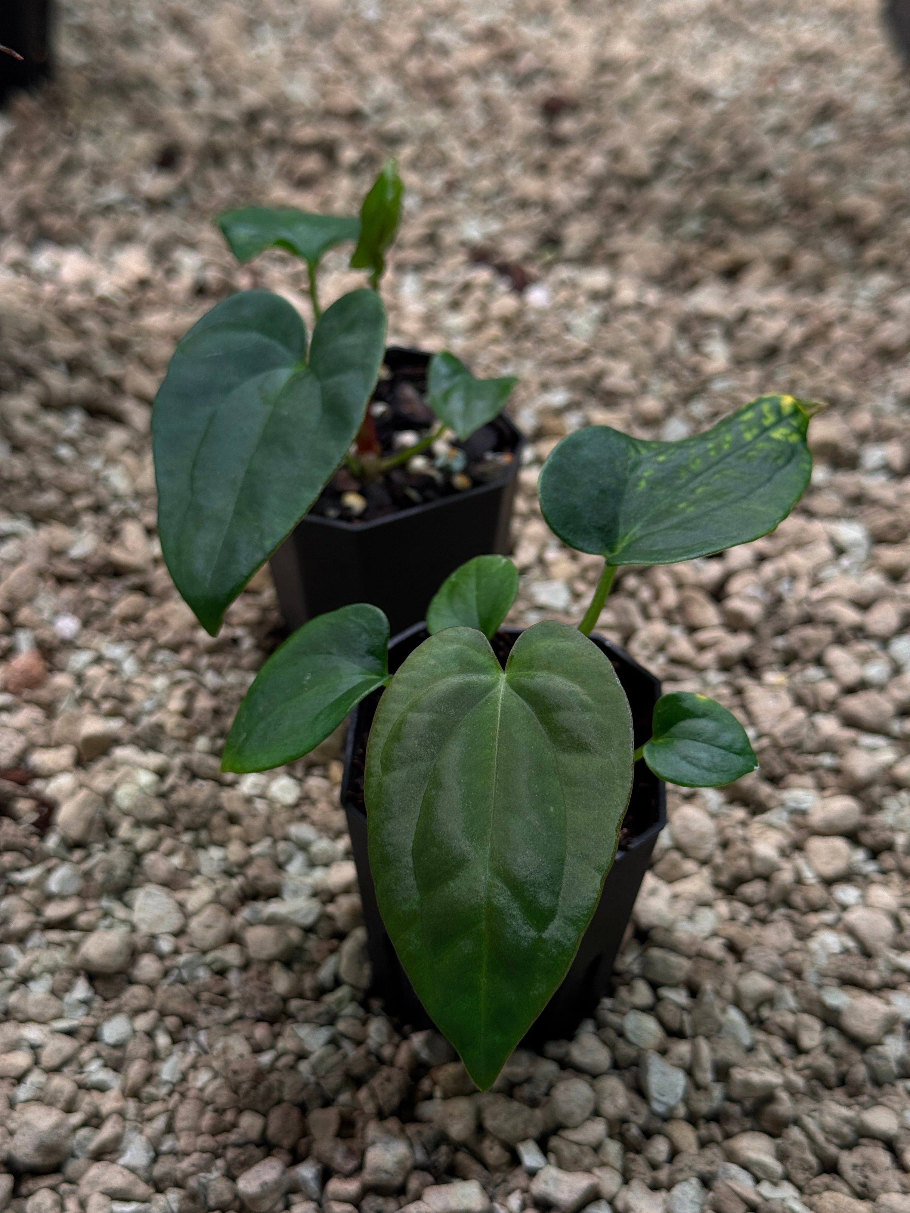 和*様 Anthurium eastern dressleri X Bloodm Anthurium Dressleri NSE 'Obsidian' x (Black x RG F2 Dark) | SMUKHI