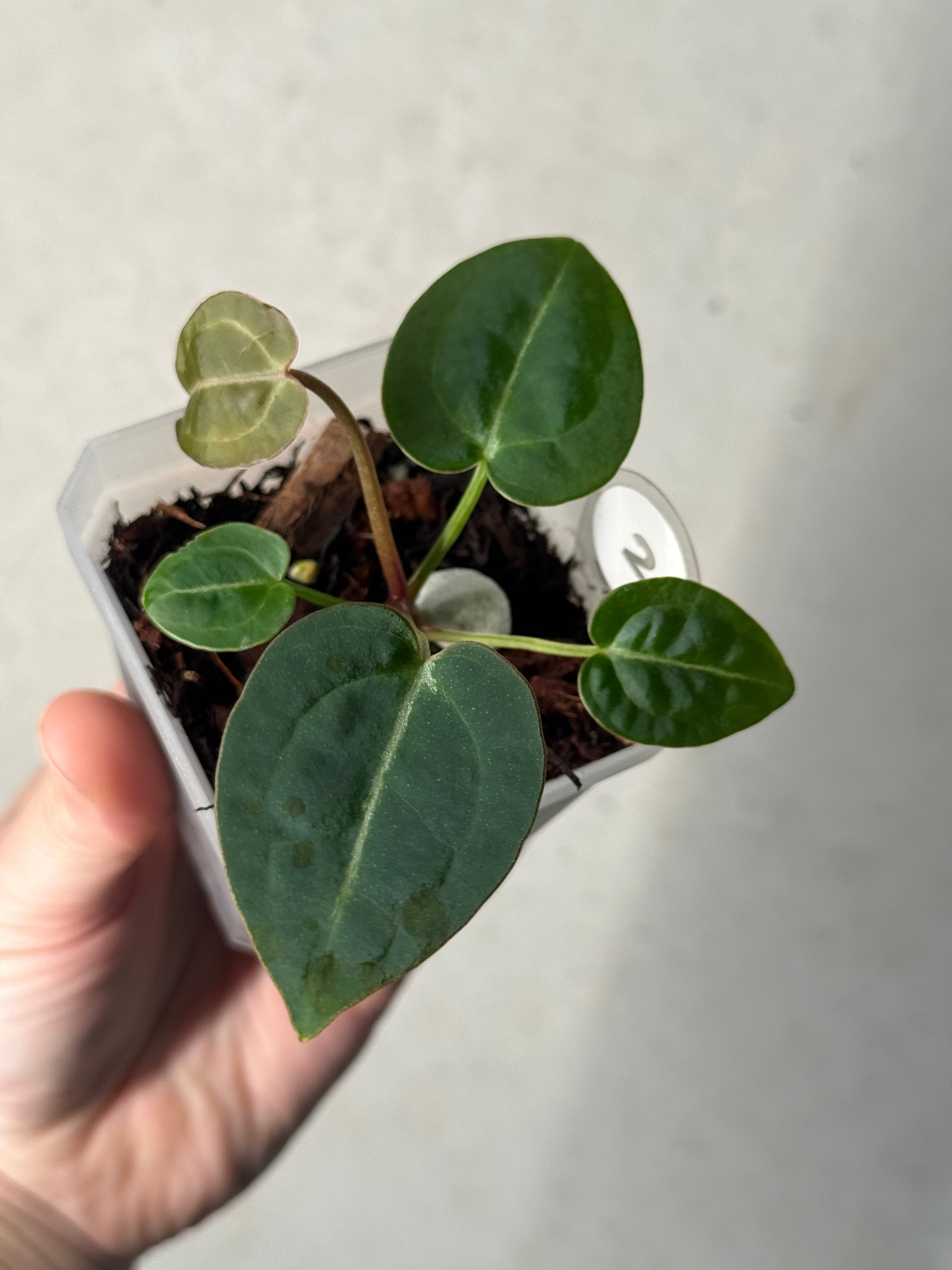 Anthurium Red Crystallinum WU5 x WU8