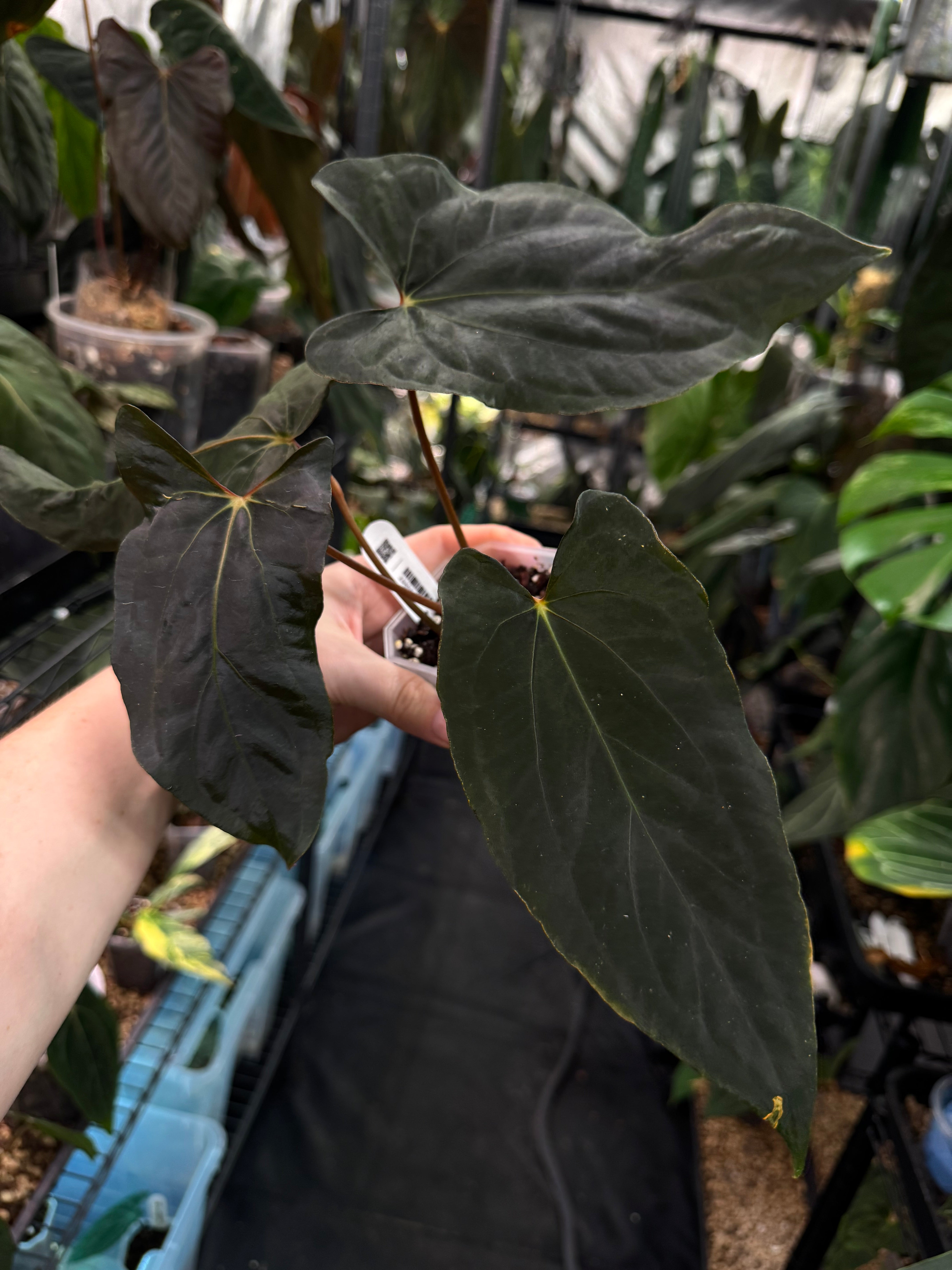 Anthurium Ralph Lynam x self