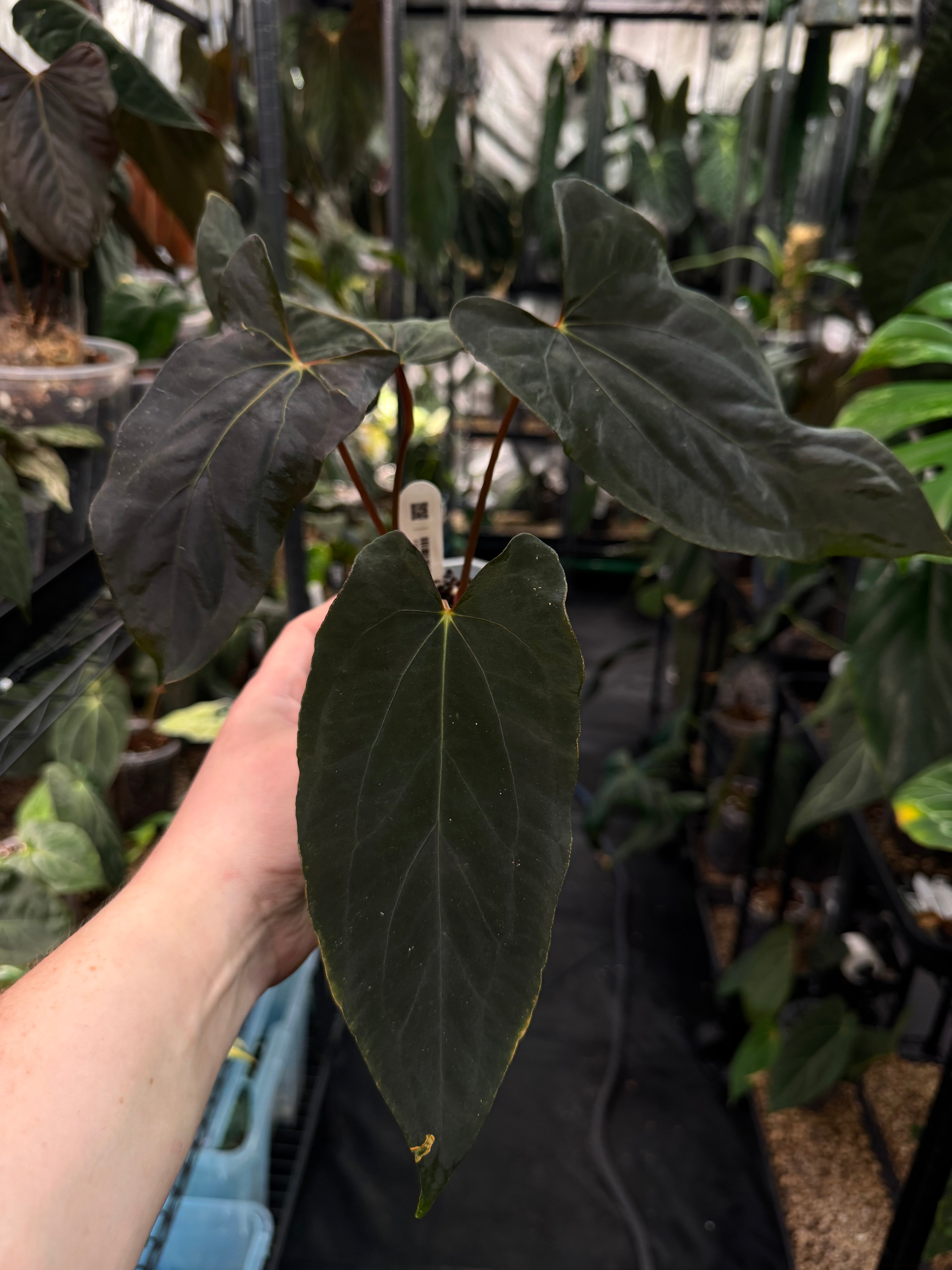 Anthurium Ralph Lynam x self