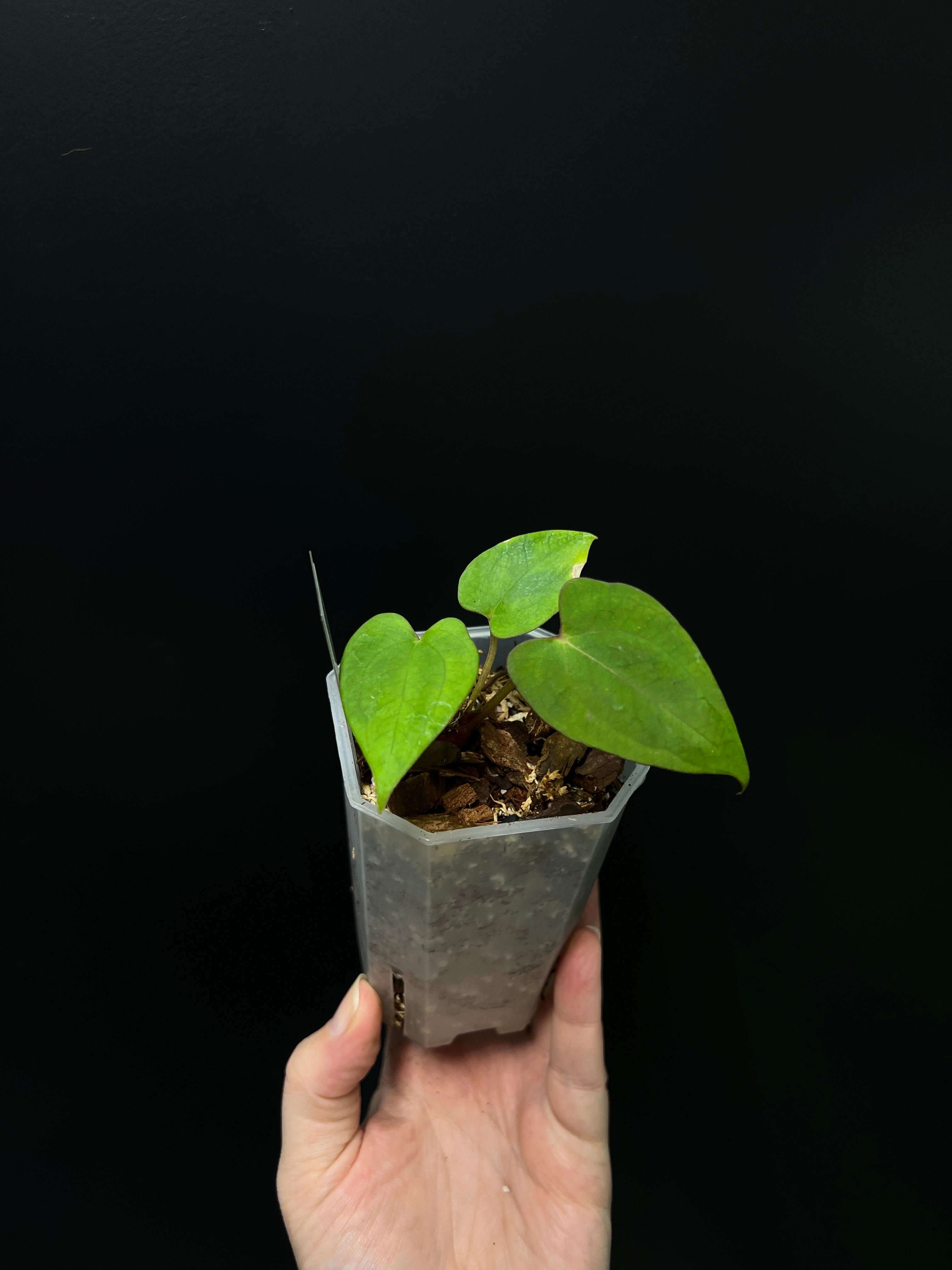 Anthurium Fort Sherman x XOne