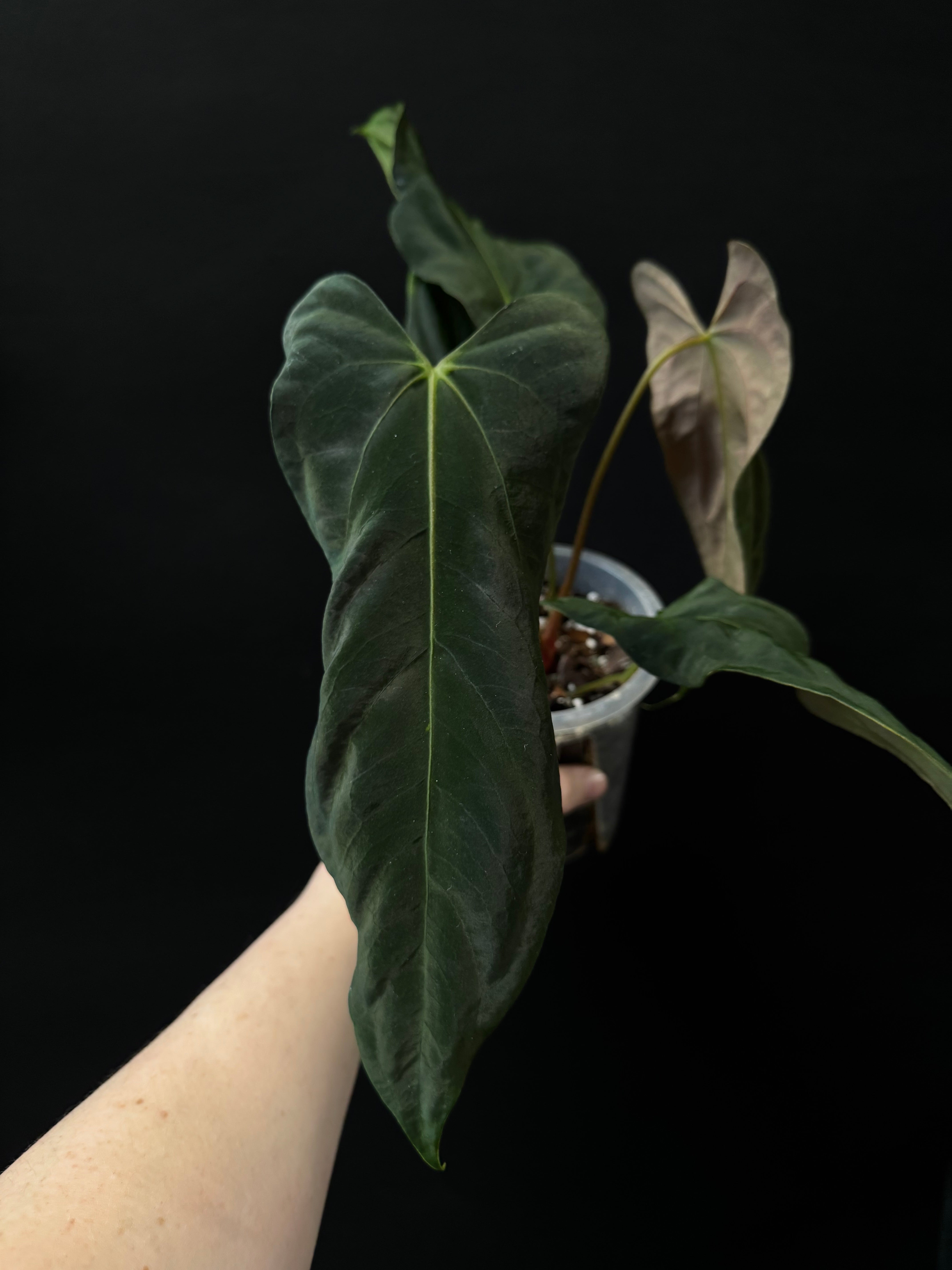 Anthurium Papillilaminum 'Marie' x FSxRL 'Grim Reaper'