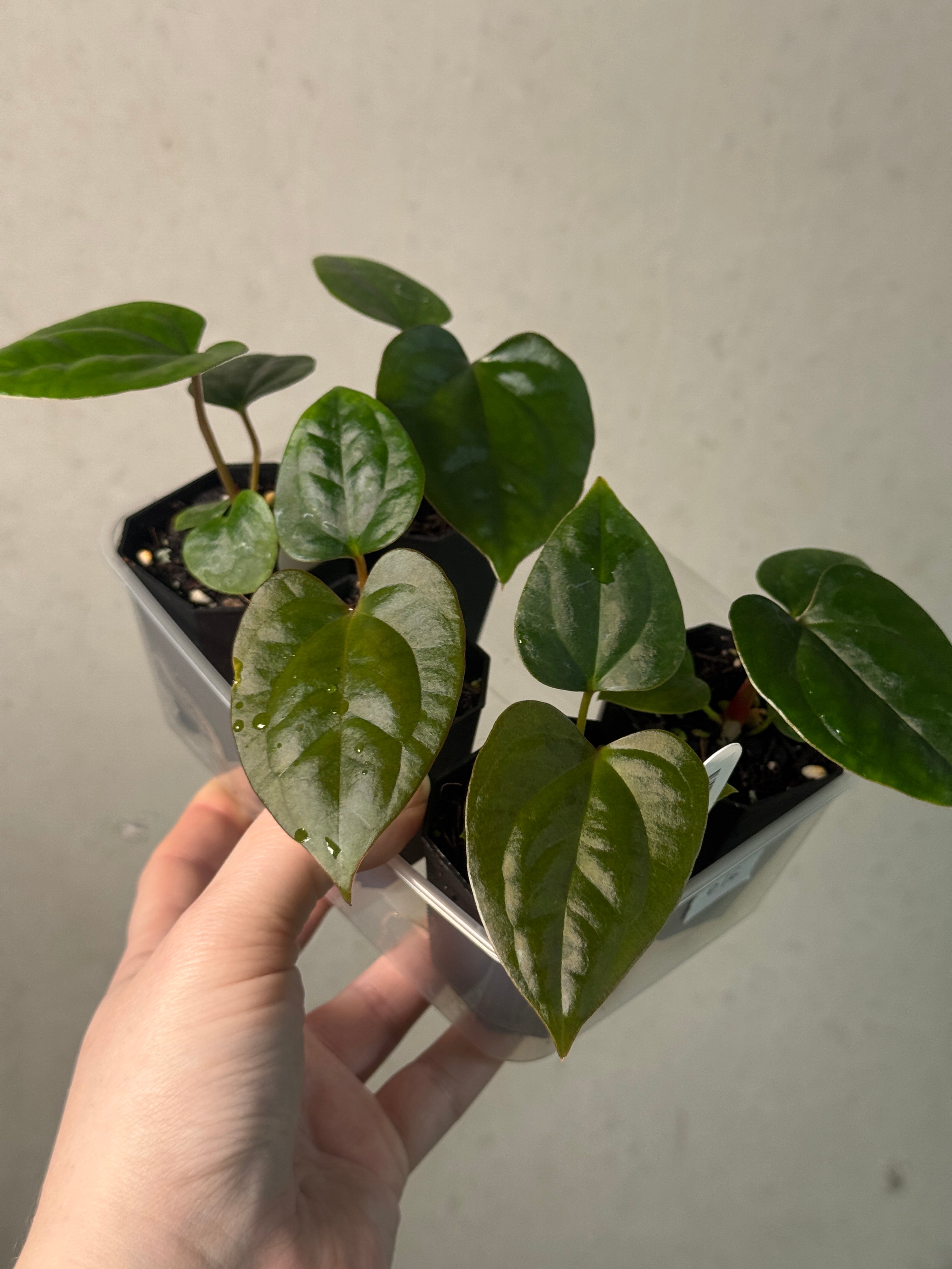 Anthurium (Dark Phoenix x Goliath) x (sp. Napo x Luxurians) - SMUKHI