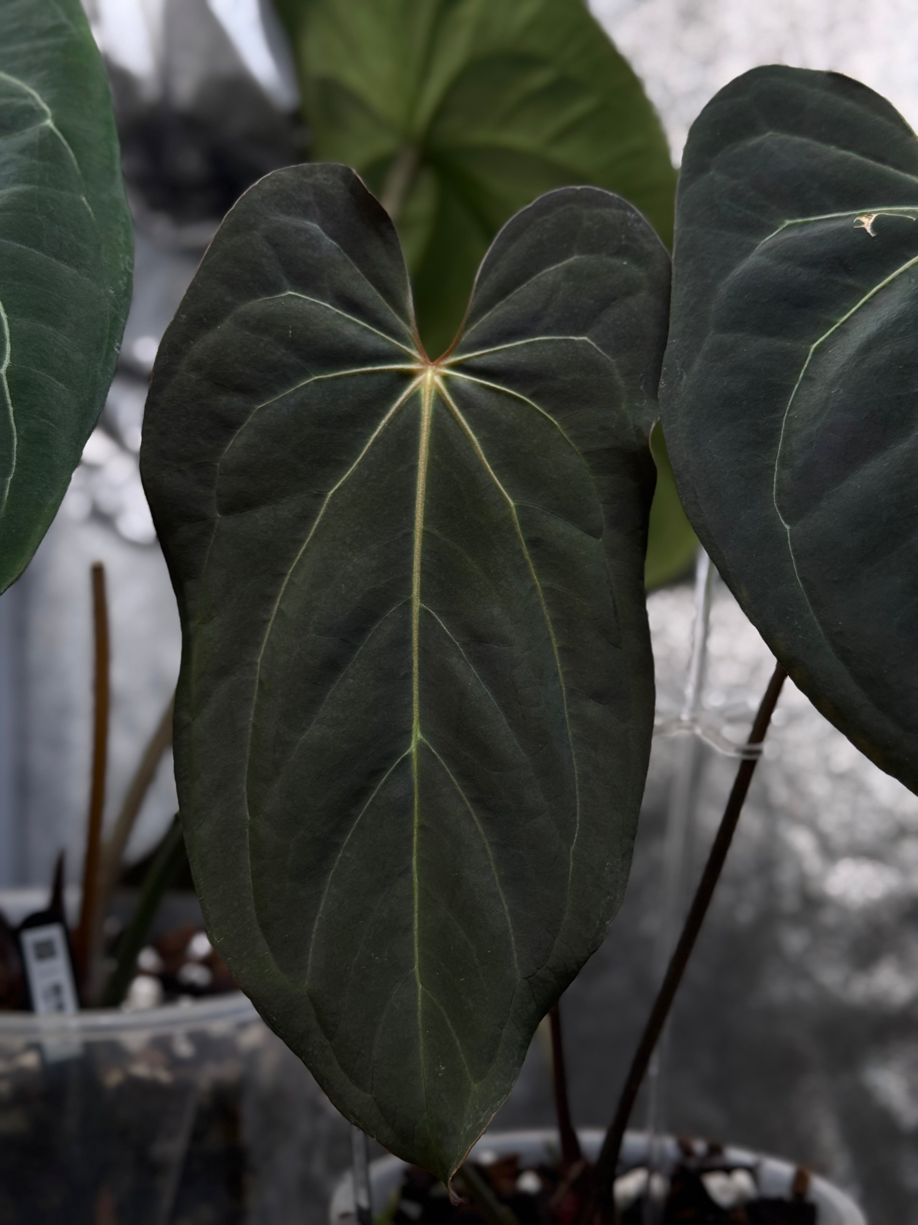 NFS: Anthurium Blue Papillilaminum x self - SMUKHI