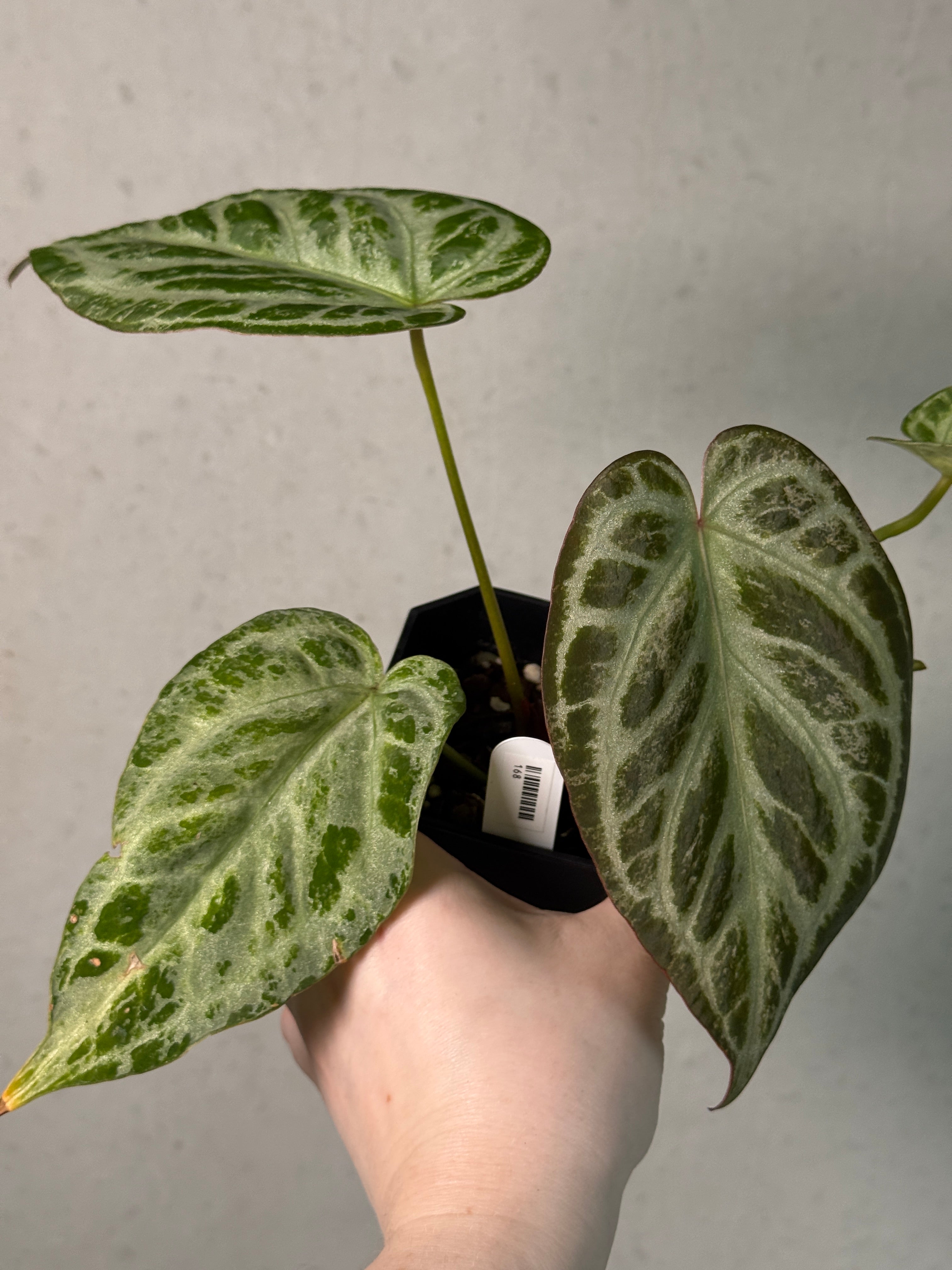 Anthurium ‘Silver Blush’ Mint / Blister Variegata (min. var.)