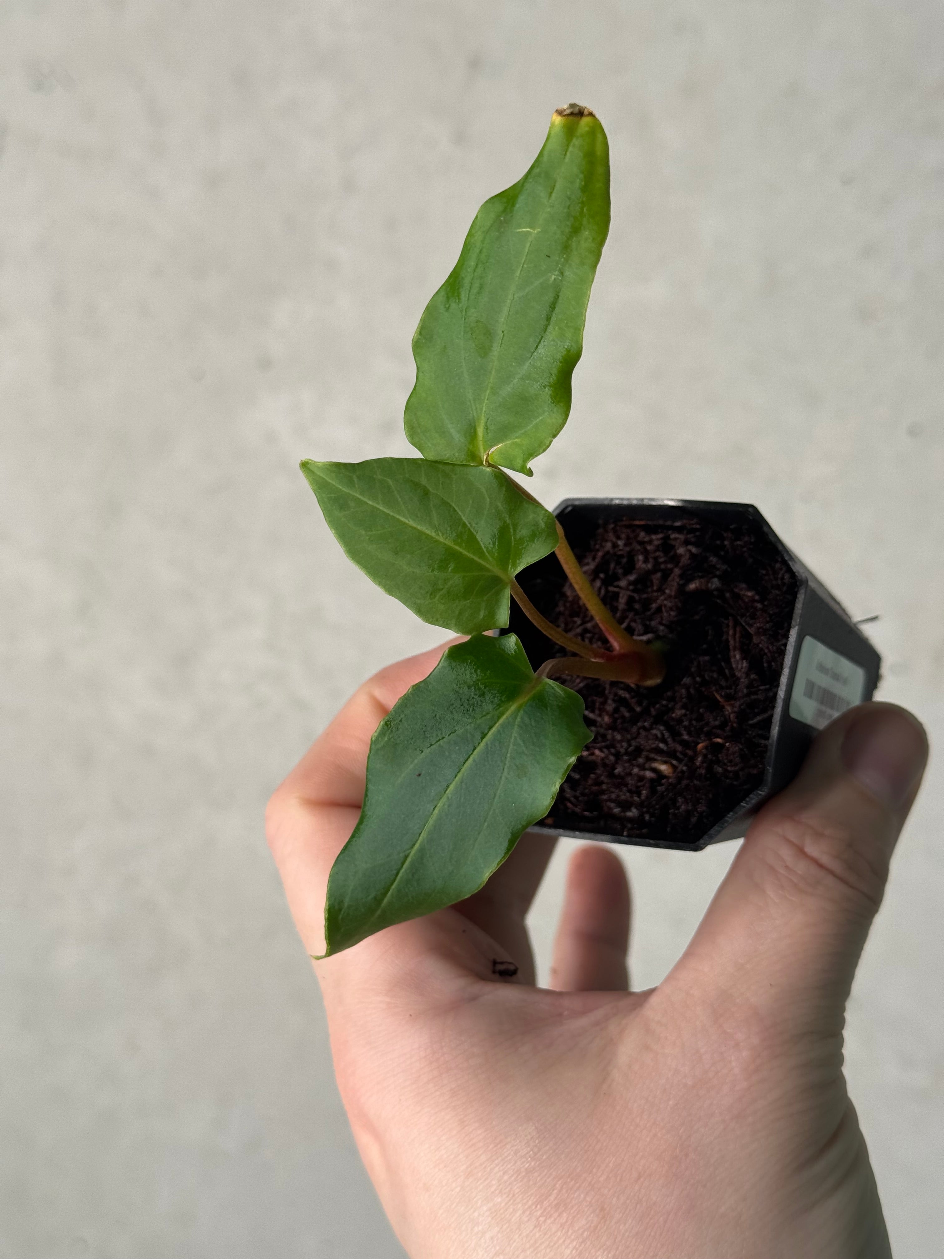 Anthurium ‘Dracula’ x self