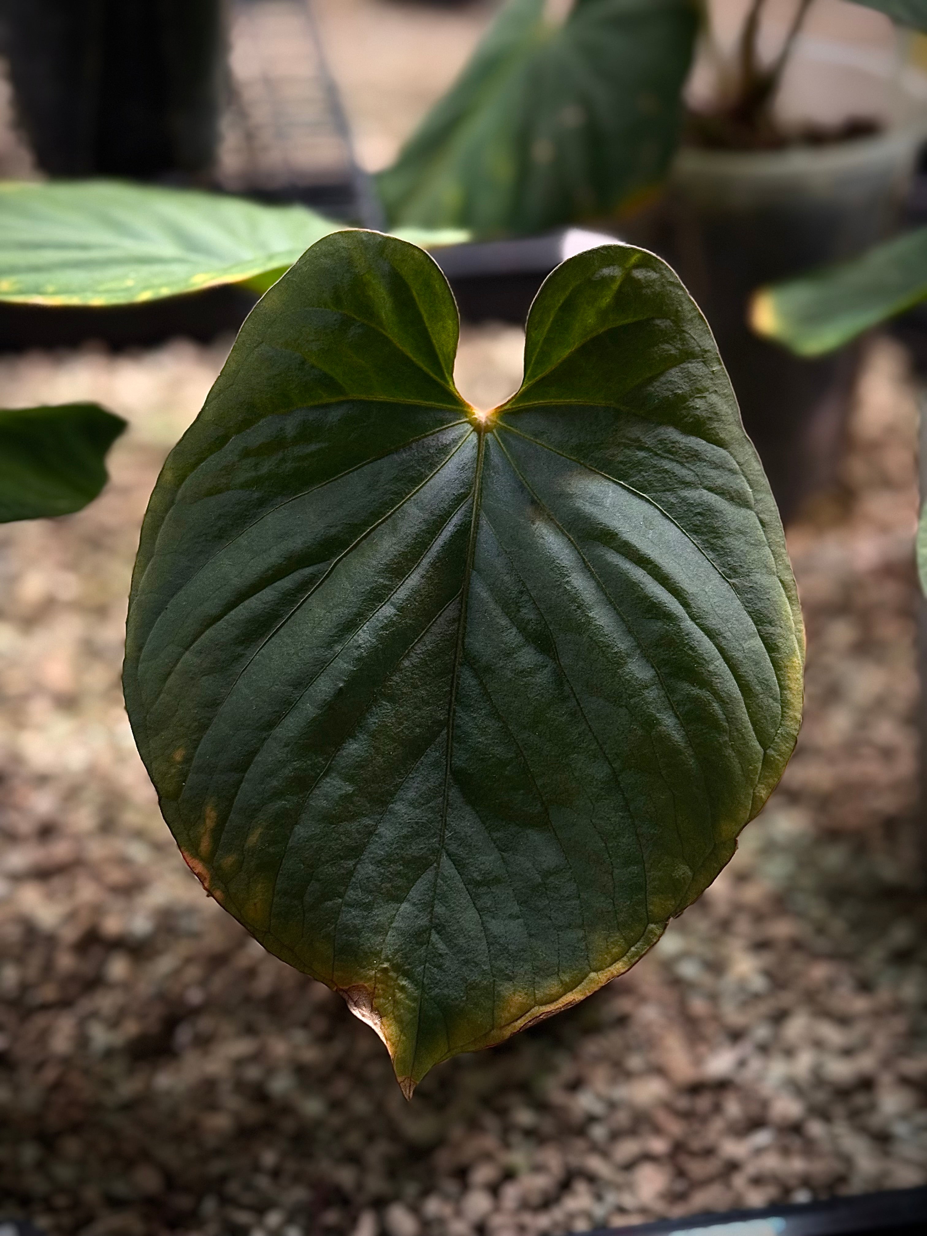 NFS: Anthurium Kunayalense PM3