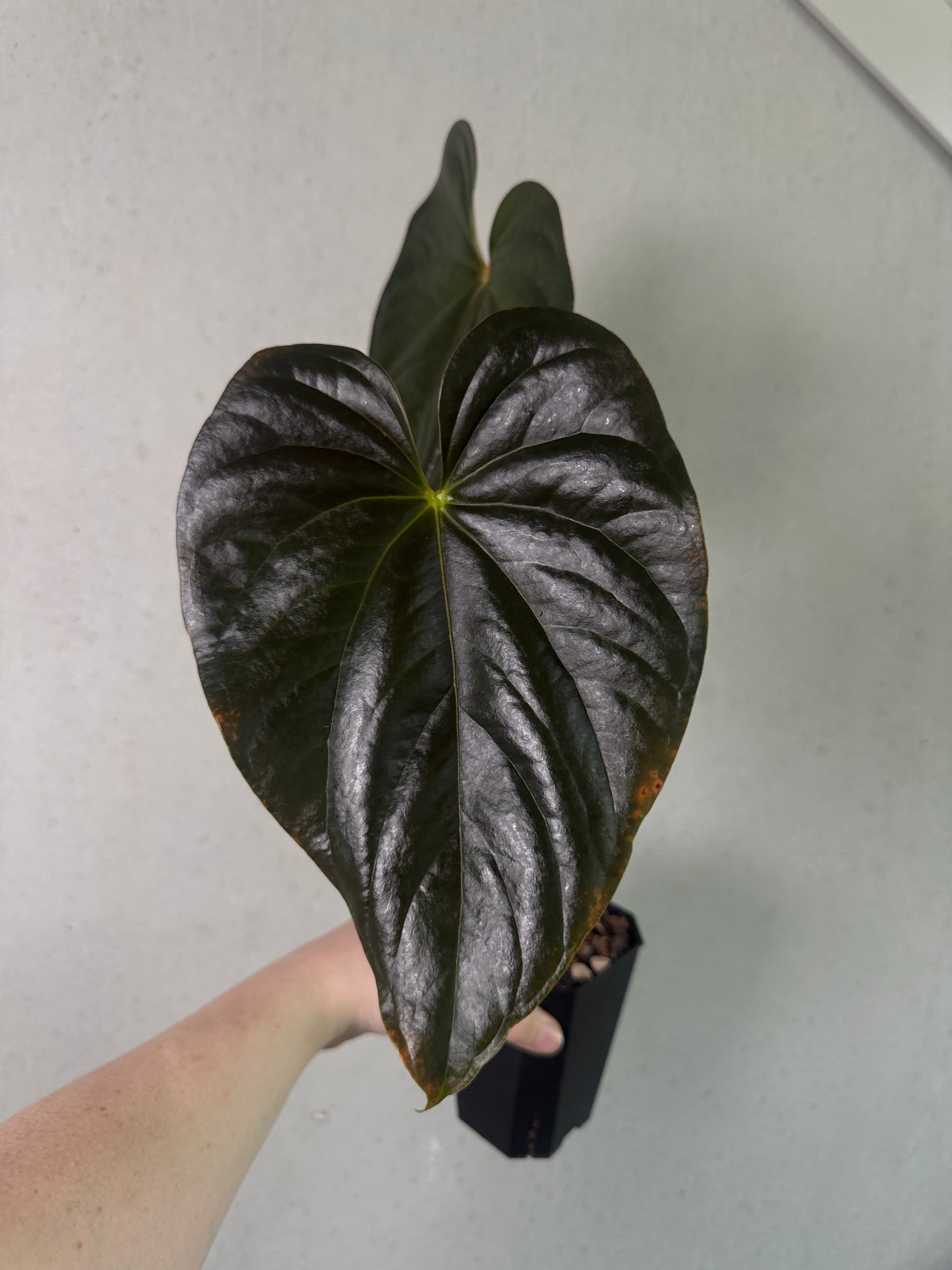 SMUKHI Anthurium Chamberlainii plant with lush green leaves, valued grade, showcasing its vibrant foliage and tropical appearance.