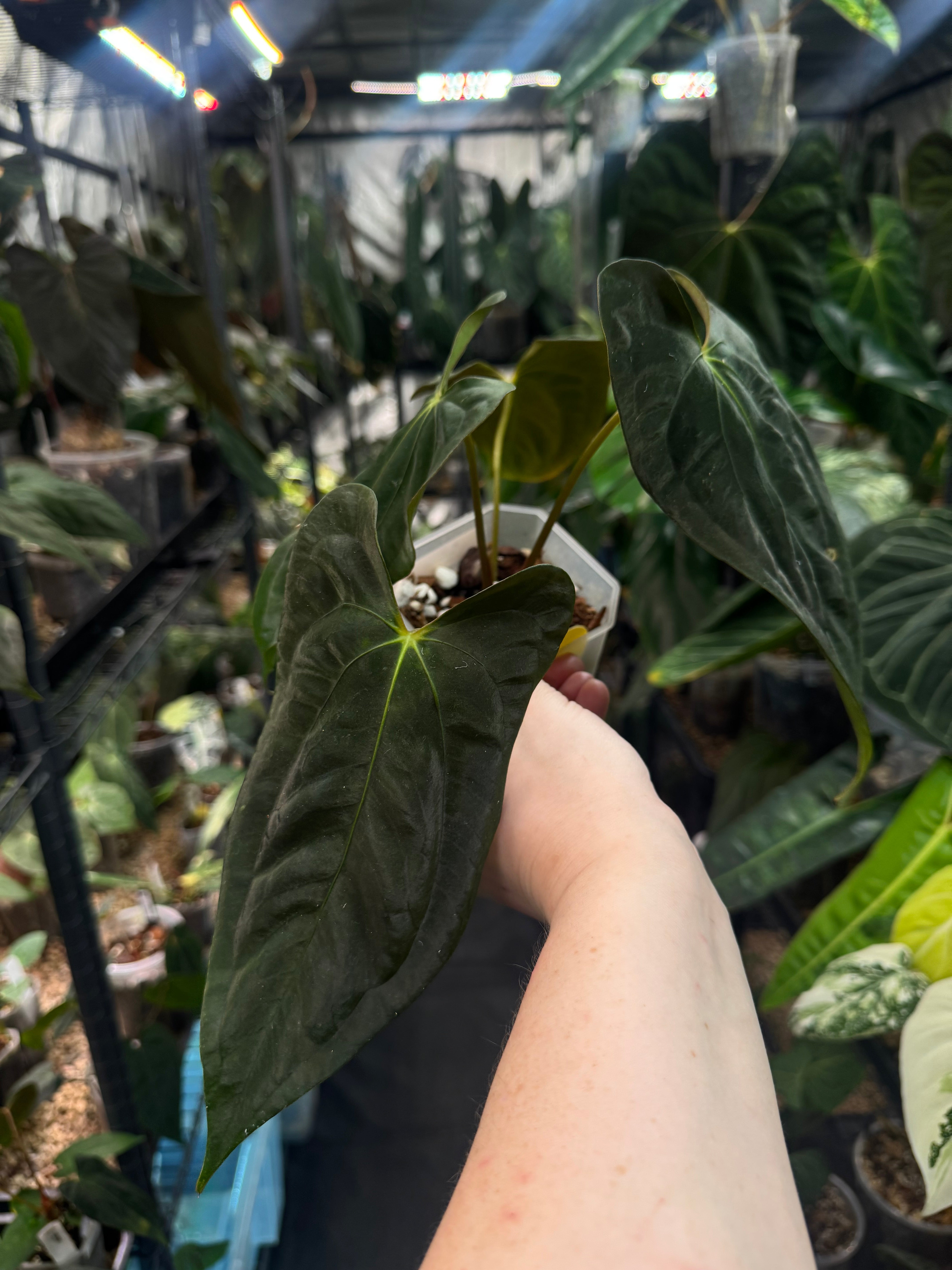 Anthurium FSxRL ‘Grim Reaper’ x Papillilaminum RA6 - Clone