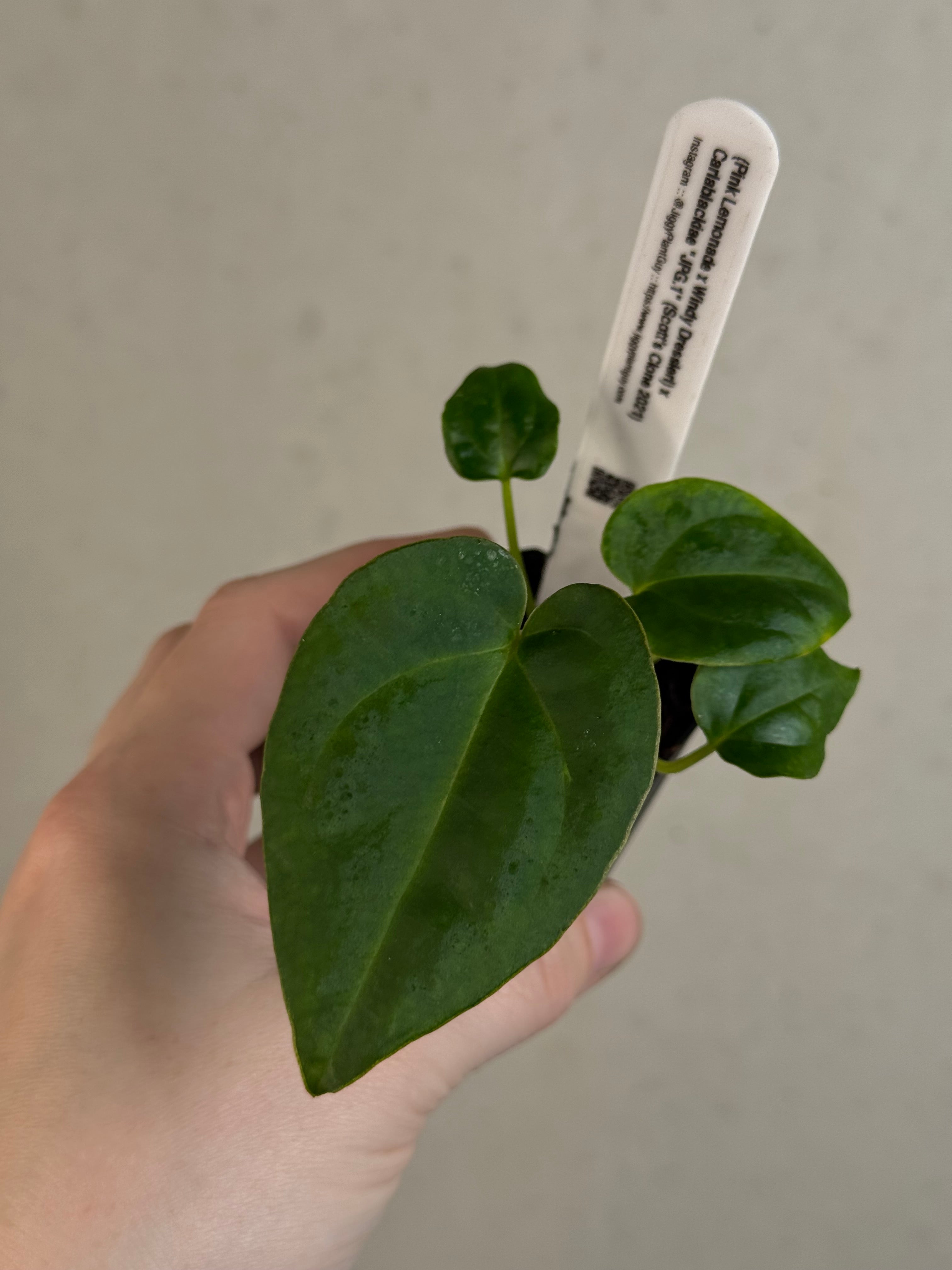 Anthurium (‘Pink Lemonade’ x Windy Dressleri) x Carlablackiae JPG.1