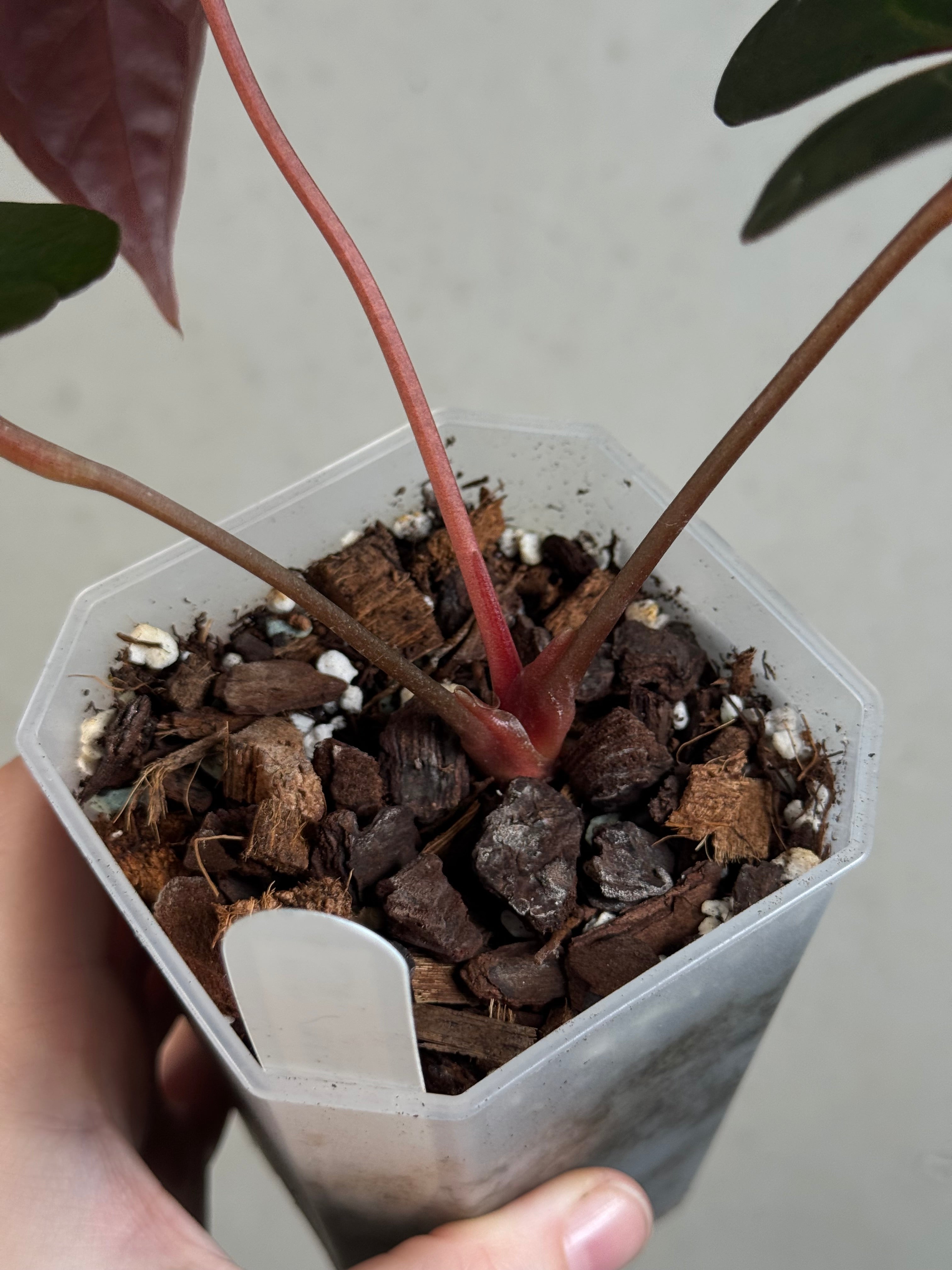 Anthurium Fort Sherman x Papillilaminum XOne