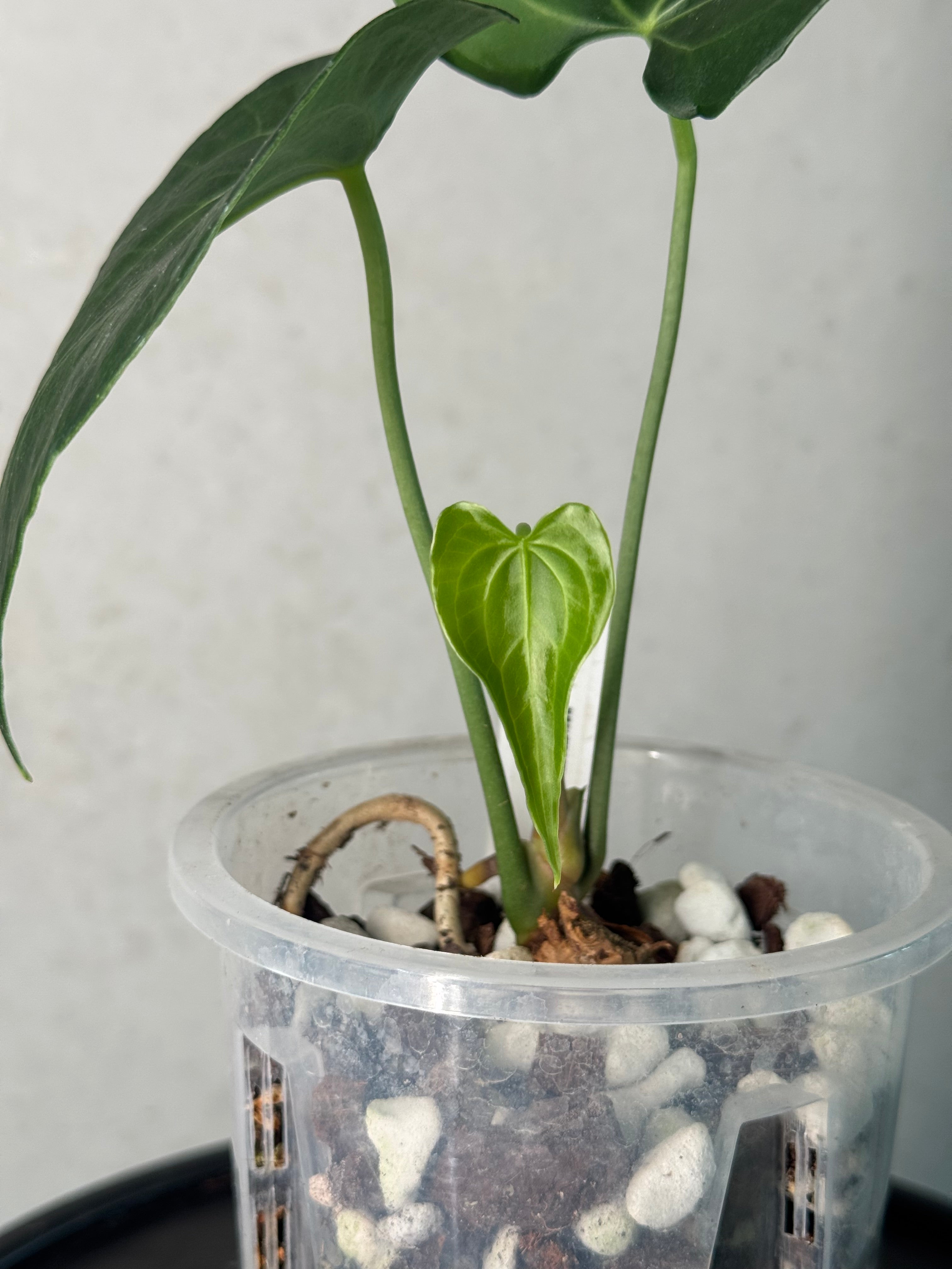 Anthurium Clarinervium Mutated - Clone