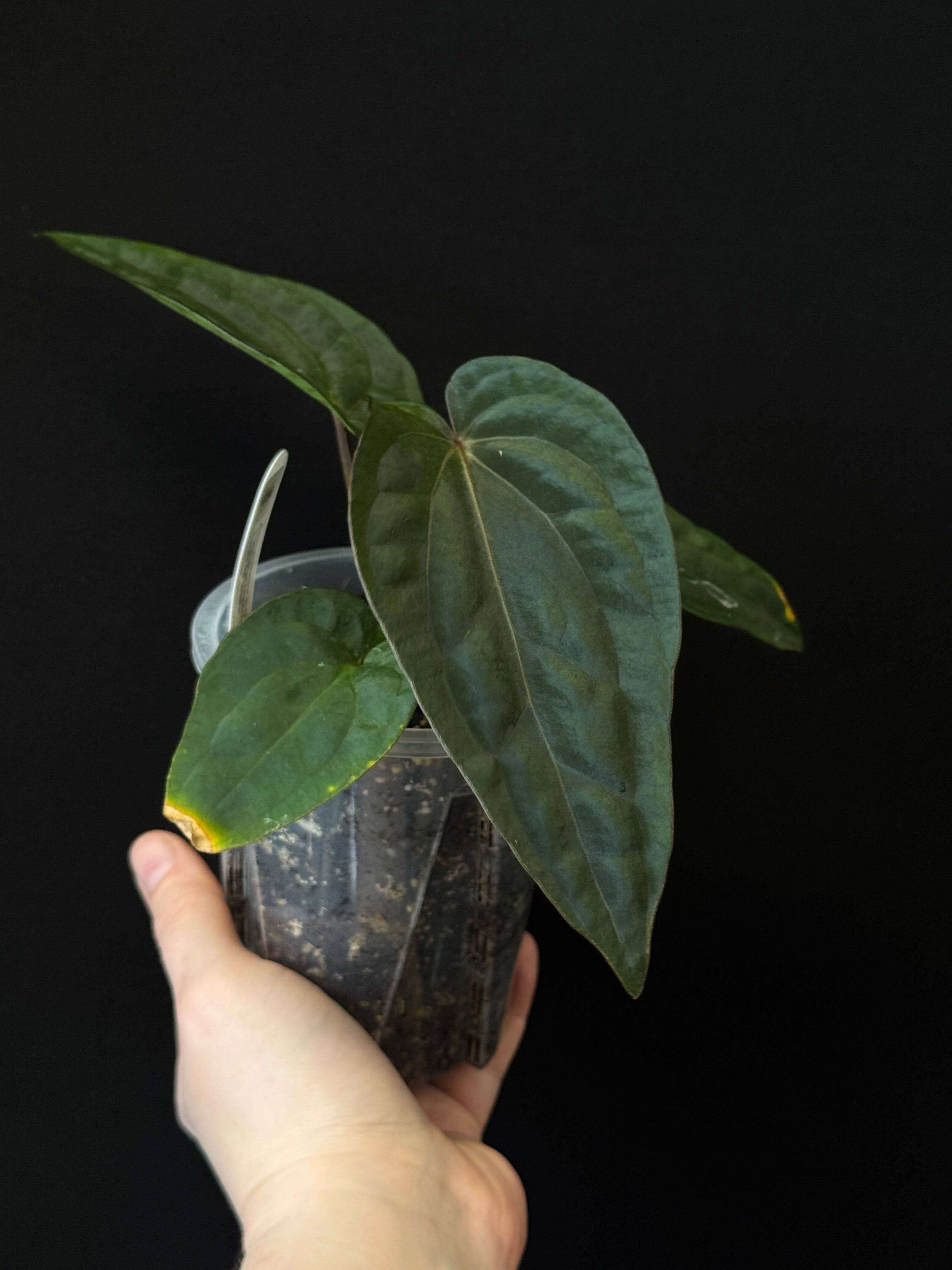 NFS: Anthurium (Dressleri RG F2 Dark x Carlablackiae ‘Amanda’) x Dressleri NSE ‘Obsidian’ - SMUKHI